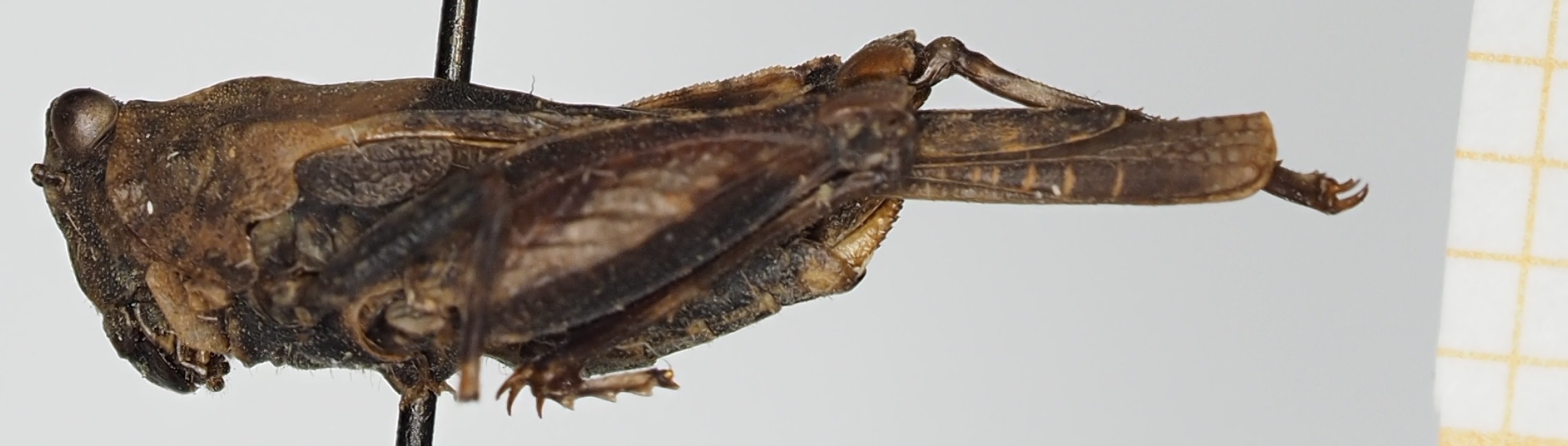 CollectionObject 1575980; 606041e6-7b56-4cb3-8325-86b3c413d5d3, NHMUK010924542: female, lateral view (holotype). (CollectionObject).