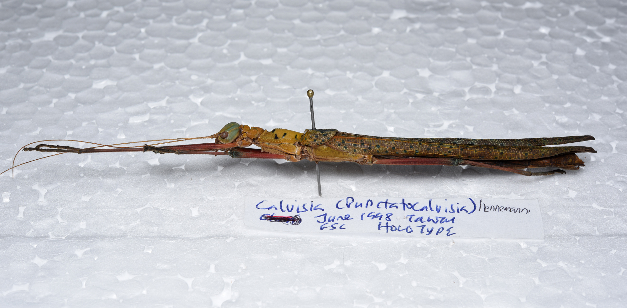 CollectionObject 1576105; c7efa36e-a072-4225-86ac-ff1507e64a84: copyright FRCS, Sabah. female, lateral view (holotype). (CollectionObject).
