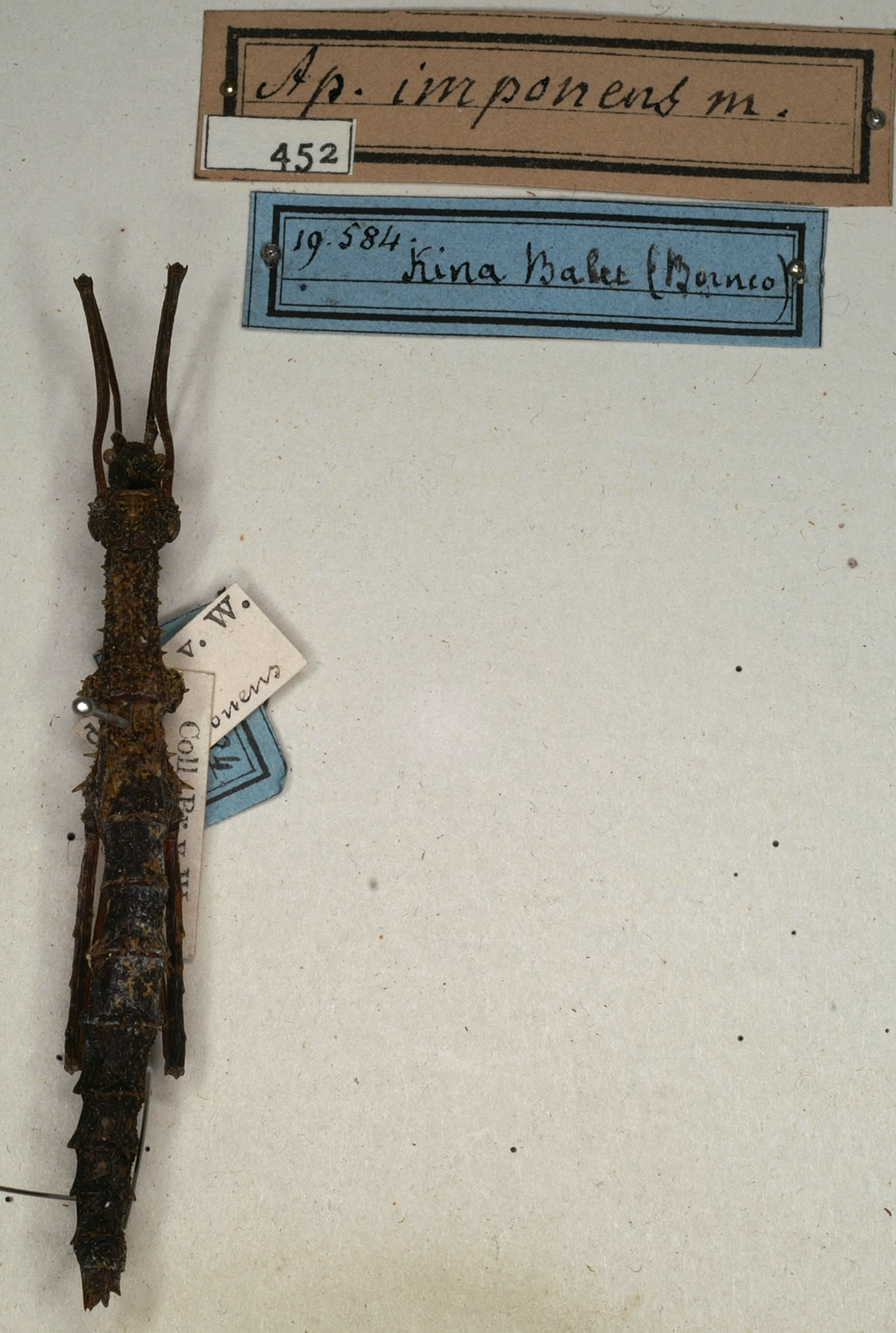 CollectionObject 1560932; NMW 452, 25e54f3c-9424-4d42-b96f-22e57ce06262: copyright NMW, Vienna. female Galactea imponens (holotype). (CollectionObject).