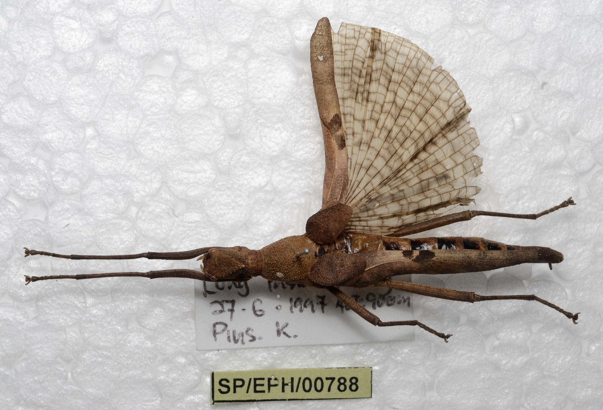 CollectionObject 1576185; SPM SP/EPH/00788, ba945d23-a770-4715-8a95-48ca6d089e9f: copyright SPM Kinabalu. female, dorsal view (holotype). (CollectionObject).