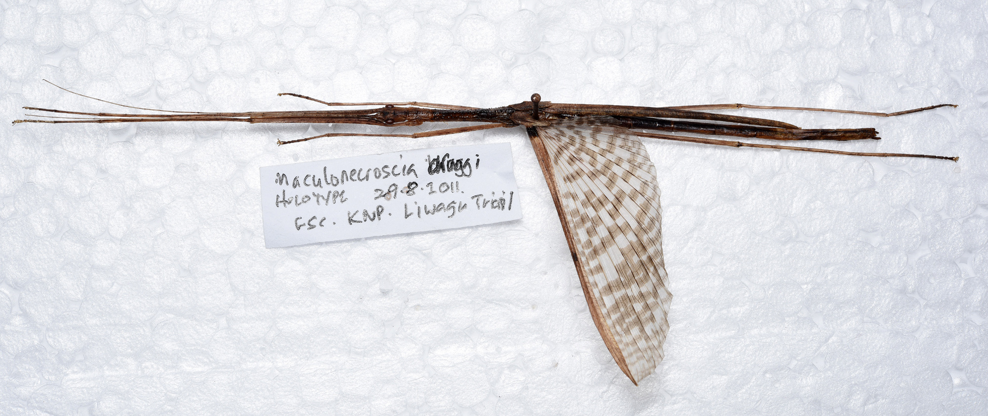 CollectionObject 1576186; 1e3de977-da3e-465a-8331-157557b09e8d: copyright SPM, Kinabalu. male, dorsal view (holotype). (CollectionObject).