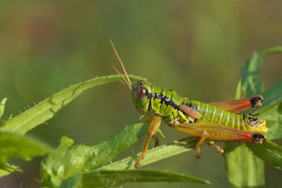 CollectionObject 1578303; ebe988f1-ce76-4f31-b6b2-997fd64ca606: male. (CollectionObject).