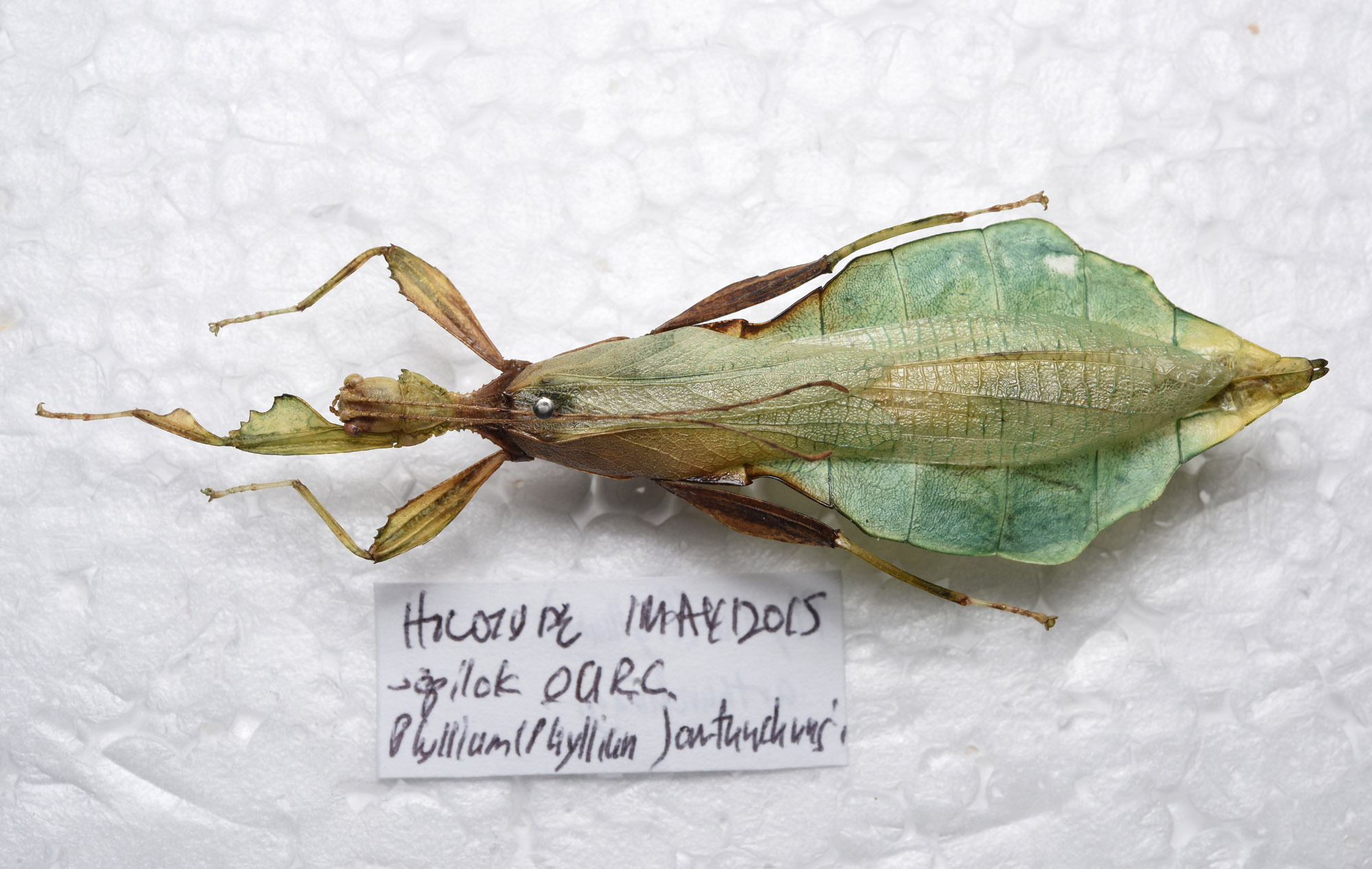 CollectionObject 1576342; 9765686f-d8fb-476b-9a9f-df31e9215c41: copyright FRCS Sabah. male, dorsal view (holotype). (CollectionObject).