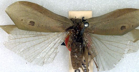 CollectionObject 1517393; b1fb31b5-fb6e-461d-9c67-be41c1868f2f: male, dorsal view (holotype). (CollectionObject).