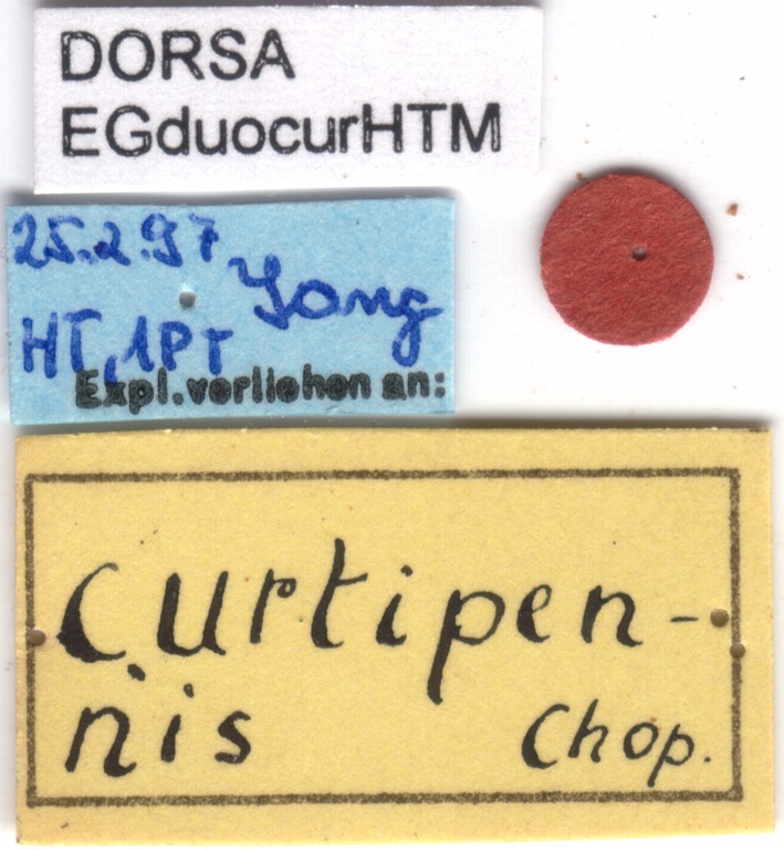 CollectionObject 1500793; 11182e06-03b2-42a3-9169-e5ff9532ba76: labels of holotype. (CollectionObject).