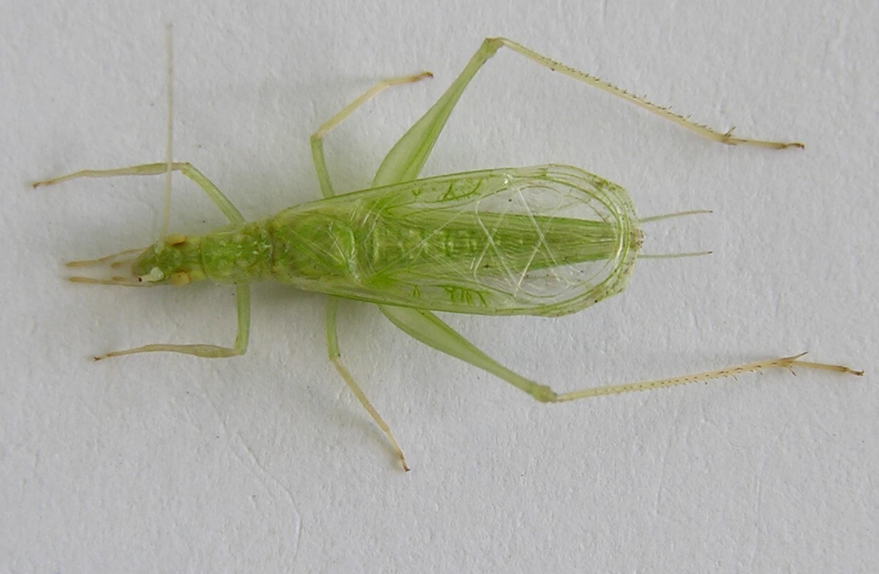 Oecanthus valensis Milach & Zefa, 2016: male, dorsal view. (Otu).