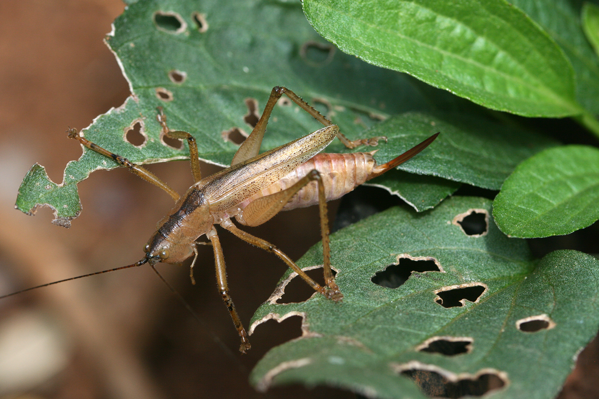 Afroagraecia kisarawe Hemp, 2017: female (Kazimzumbwi Forest Reserve, February 2015). (Otu).