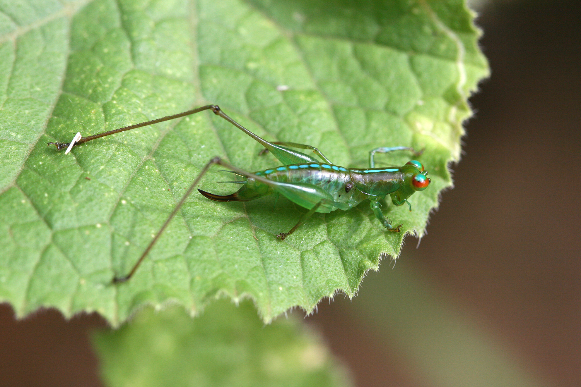 Phlugidia kisarawe Hemp, 2017: female (Kazimzumbwi Forest, February 2015). (Otu).