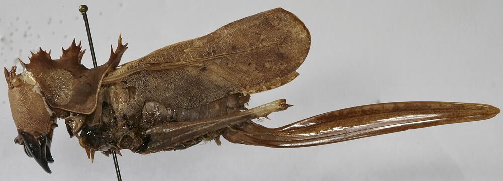 CollectionObject 1539577; e07c7a17-d7b7-4ab0-a775-30a971694e76: female, lateral view (holotype). (CollectionObject).