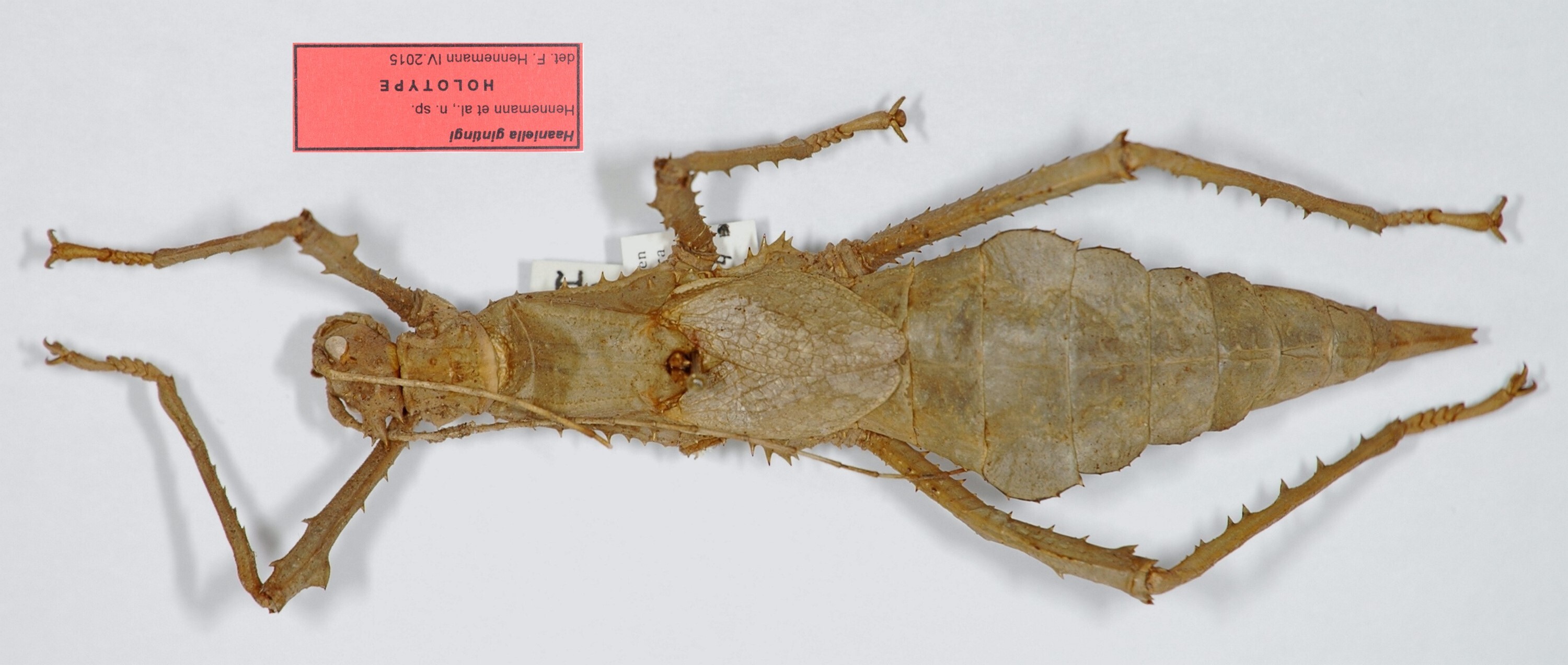 CollectionObject 1577048; 348a5039-b1de-40f1-9bf0-b23902fe3de5: copyright RMNH Leiden. female, dorsal view (holotype). (CollectionObject).