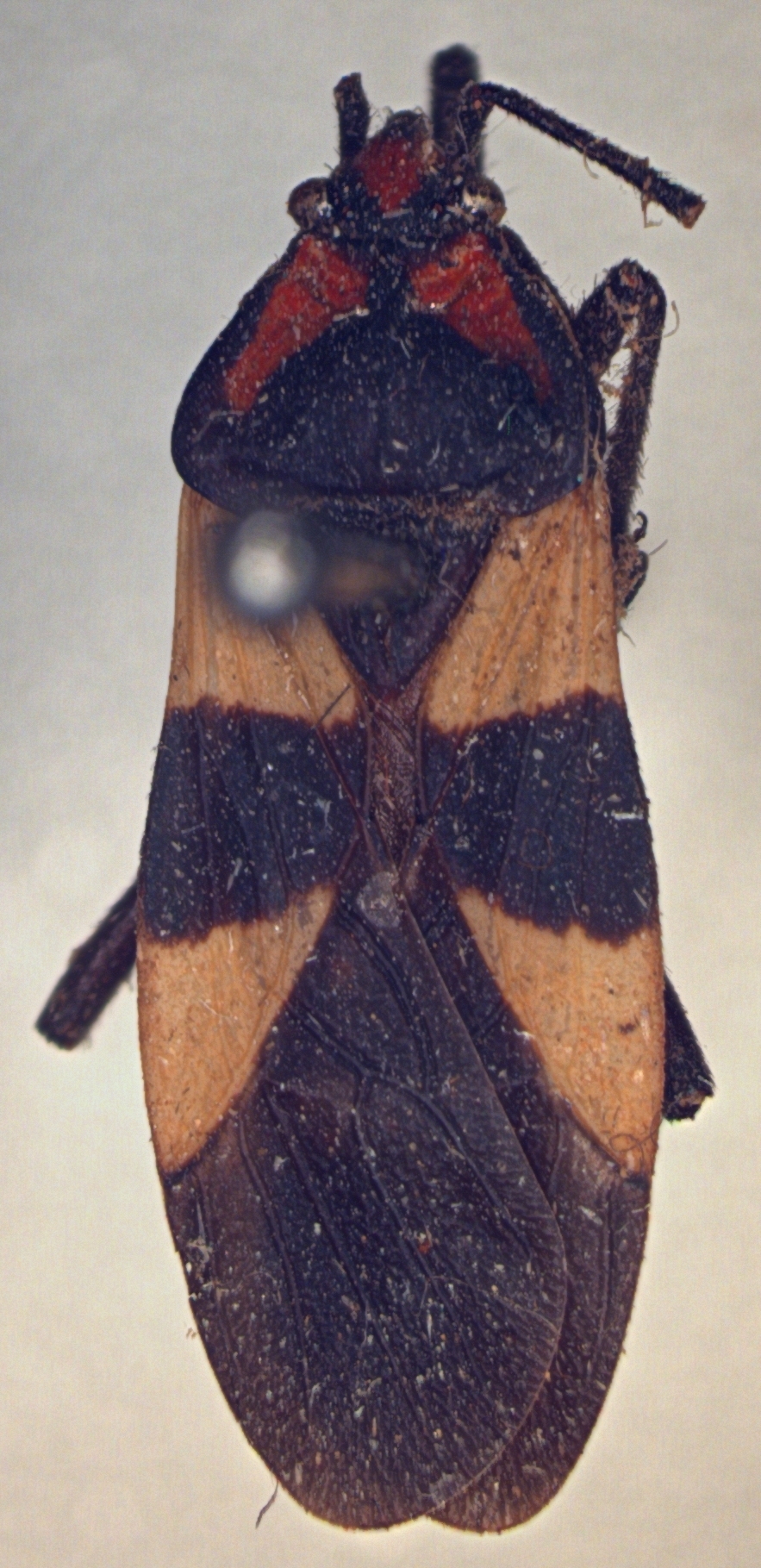 Oncopeltus (Oncopeltus) varicolor stalii: Oncopeltus stalii. Type. (MLP) - (CC BY-NC 4.0) - Photo by Eugenia Minghetti, reproduced with permission from the Museo de La Plata, La Plata, Argentina. (Otu).