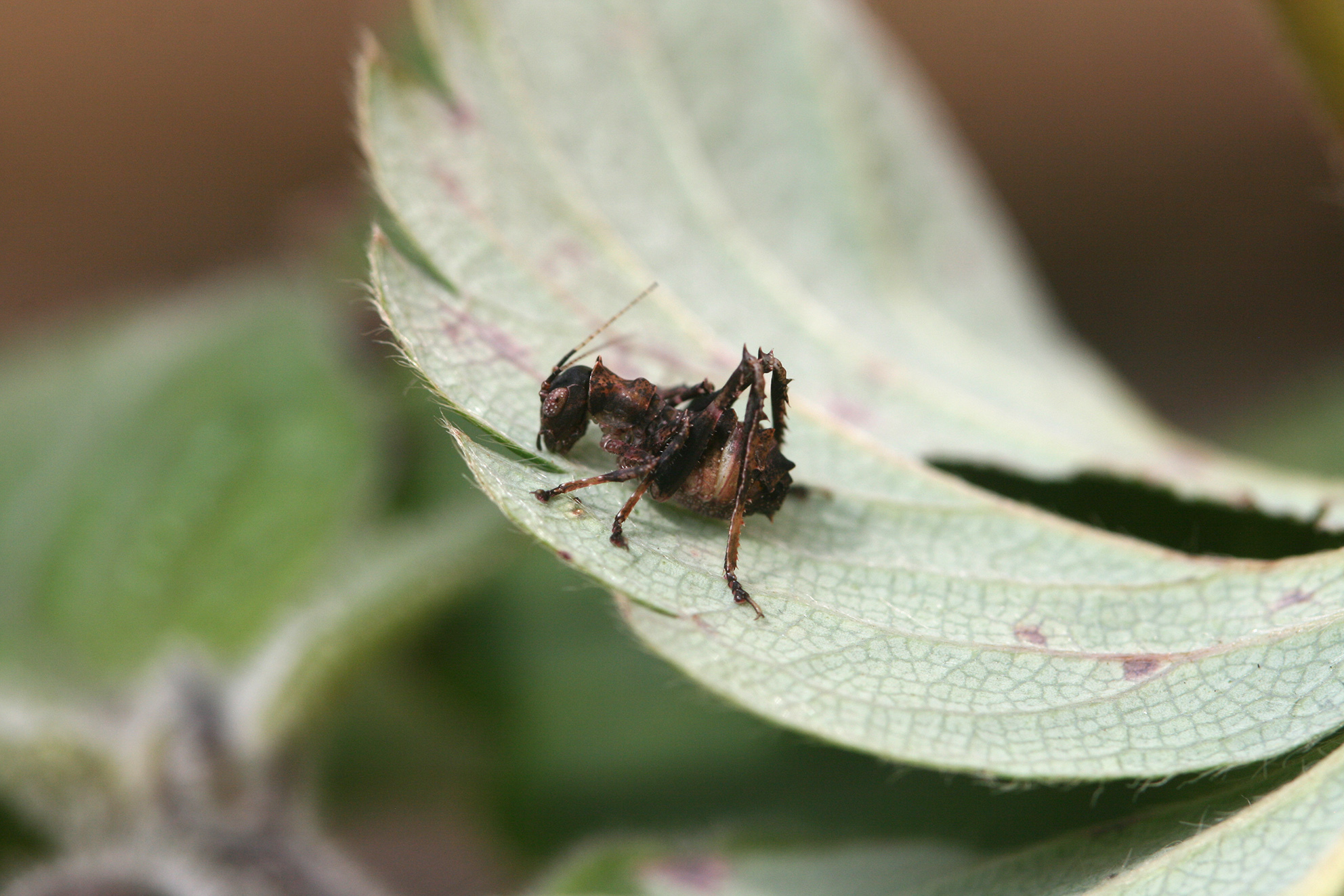 Eurycorypha pianofortis Hemp, 2017: small nymph (Udzungwa Mountians, July 2015). (Otu).