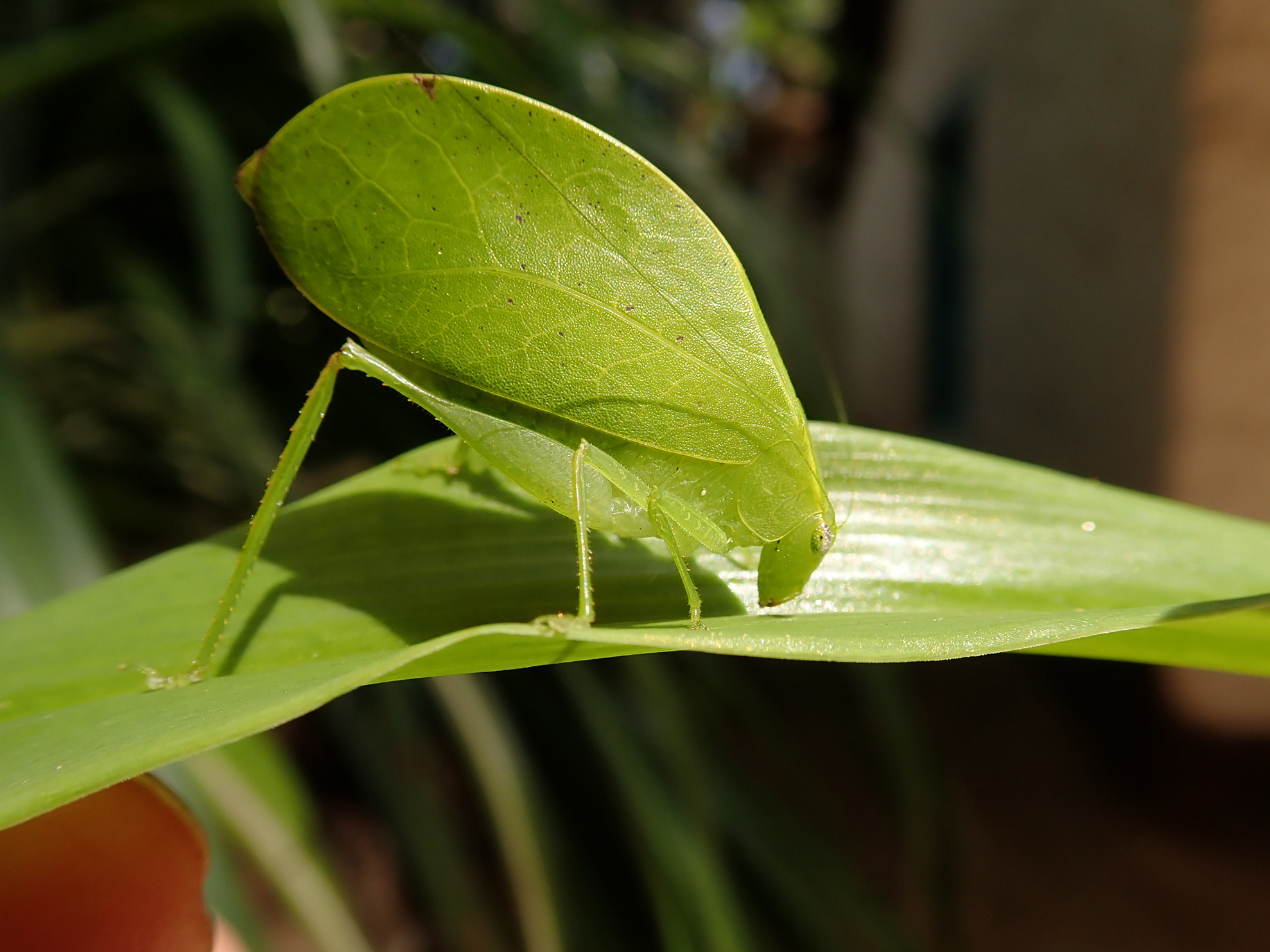 Eurycorypha annexata Hemp, 2017: female (Zanzibar, Jozani, October 2017). (Otu).