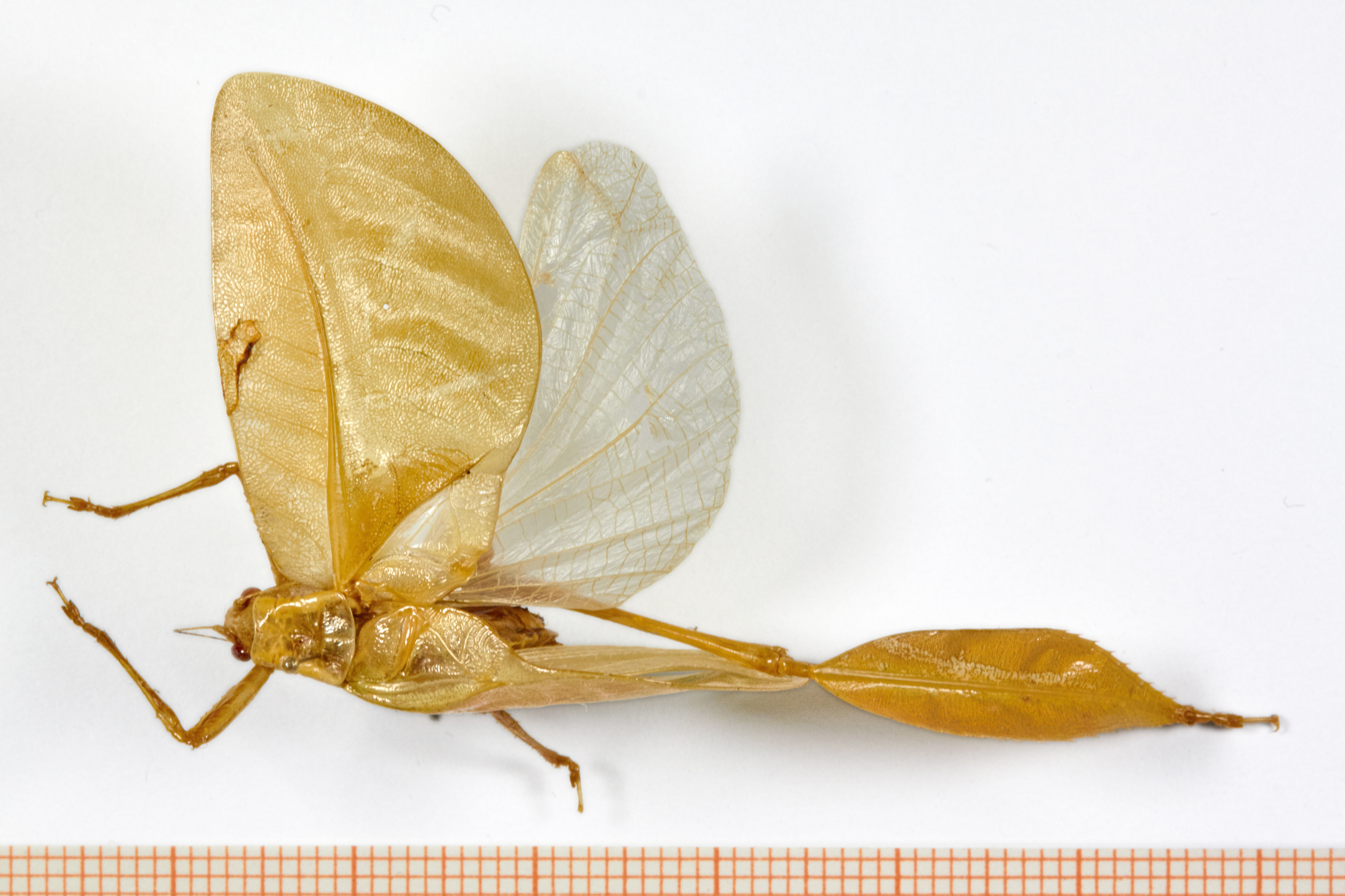 CollectionObject 1577293; 2d0f1a85-adba-49aa-be7c-954defbabb16: male, dorsal view (holotype, original setting). (CollectionObject).
