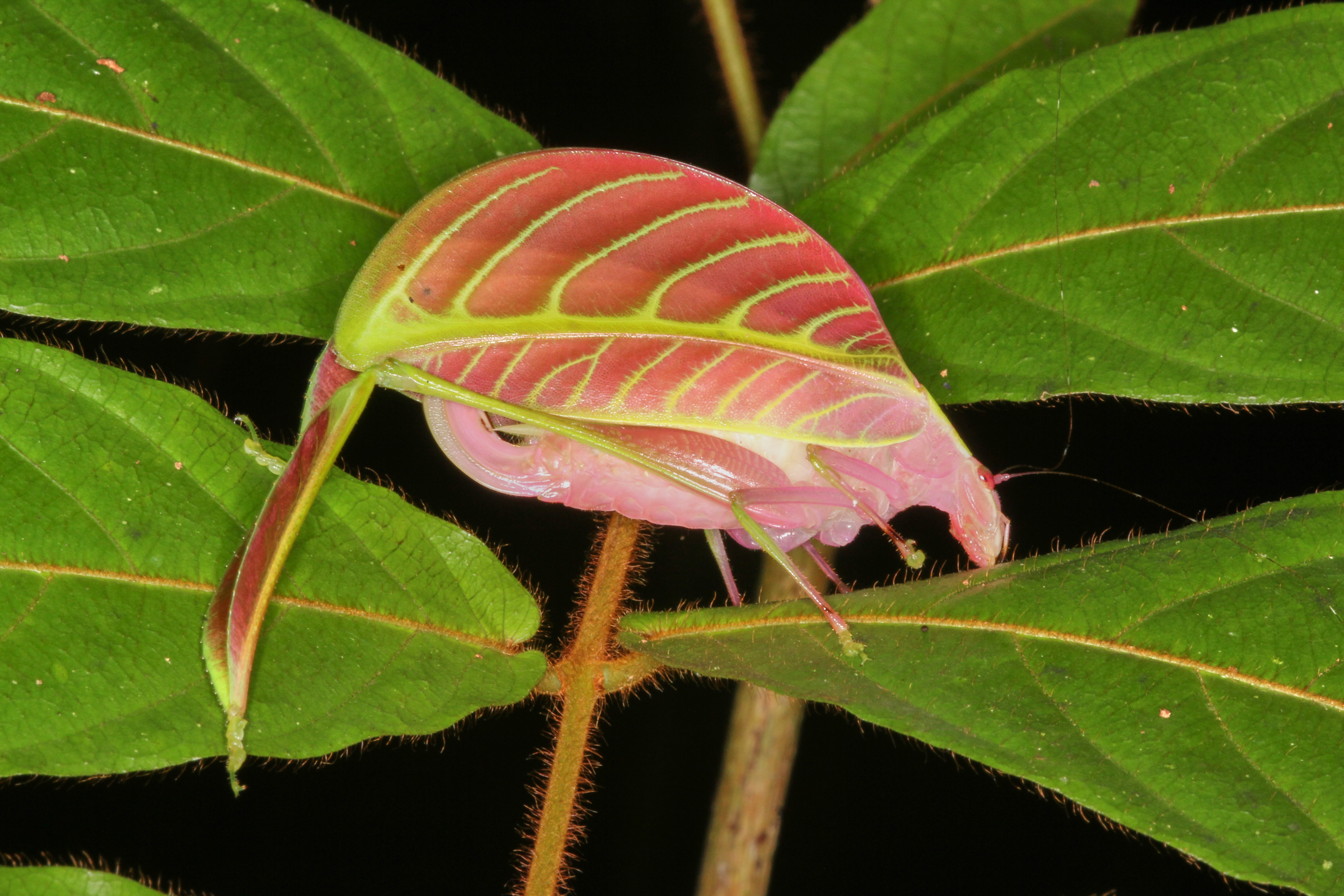 CollectionObject 1578280; 5c006ac9-87e0-44ae-93ae-8fae8dabc300: female, lateral view, as found in habitat. (CollectionObject).
