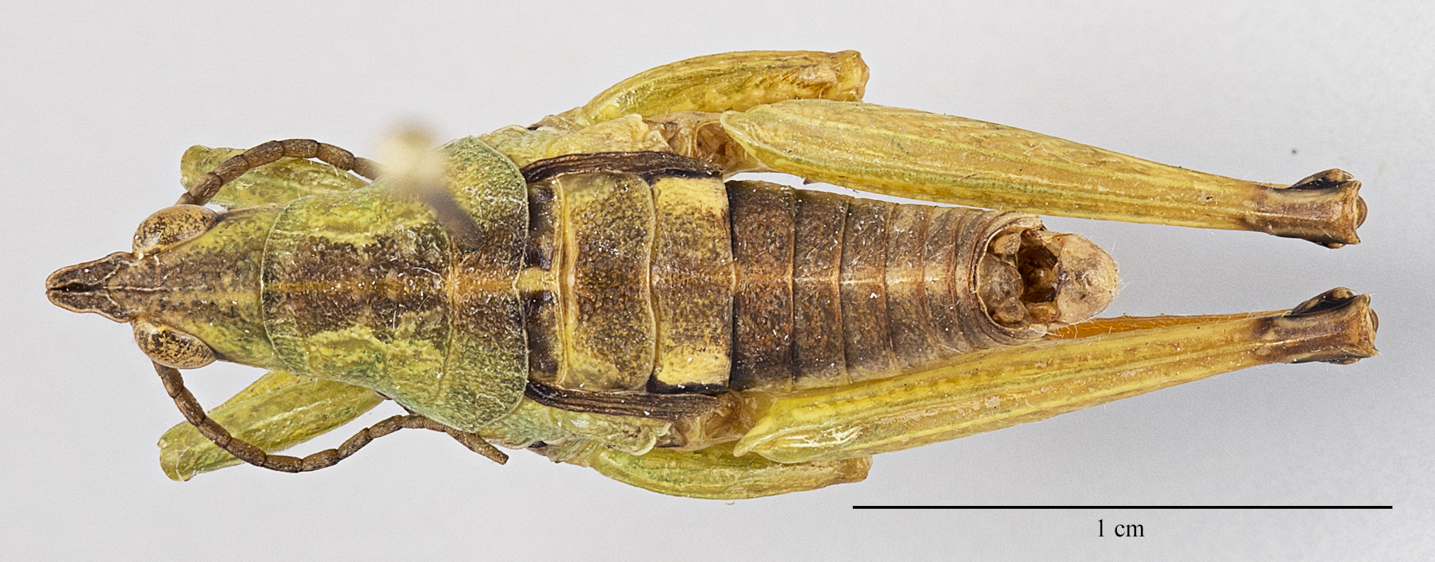 CollectionObject 1578222; 3e468201-92fd-4b5f-bc47-bde3c872776f: male, lateral view (holotype). (CollectionObject).