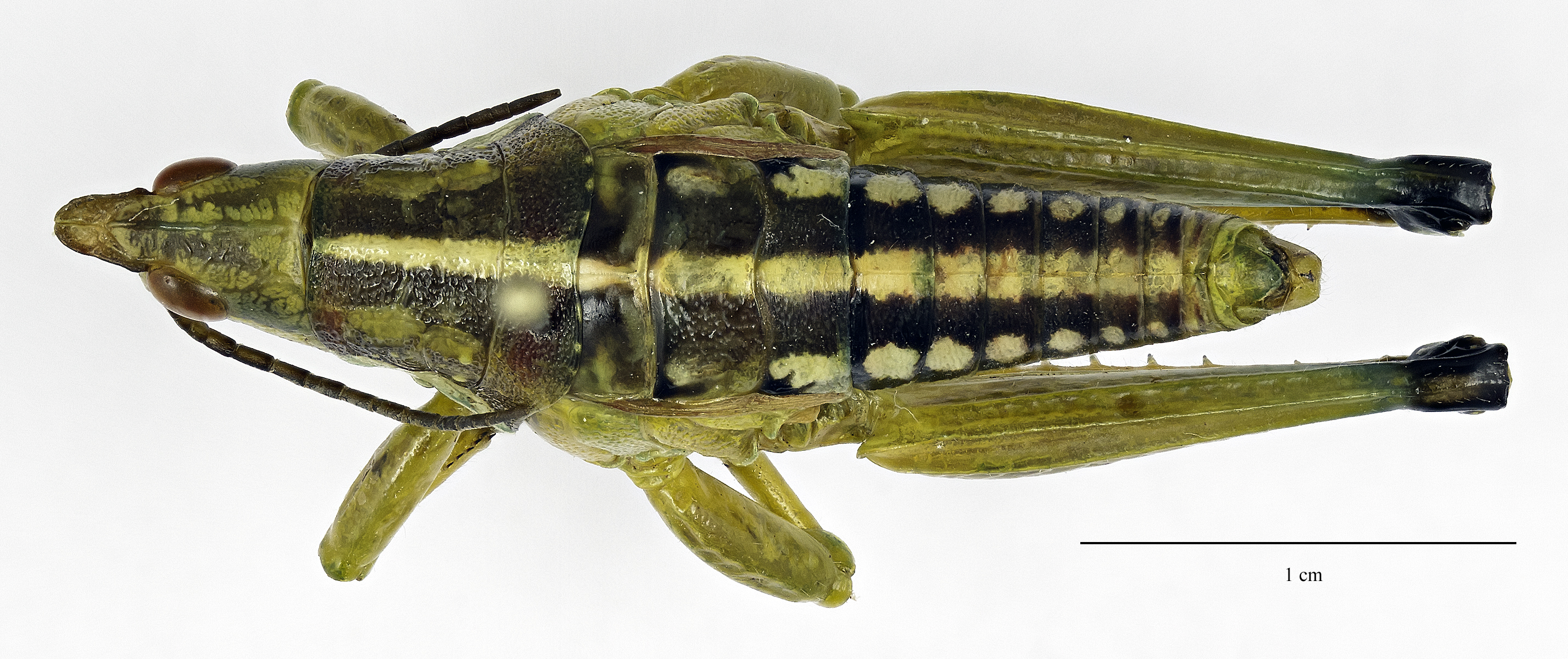 CollectionObject 1578233; f95c56a2-5253-40e9-9358-7e36db699f49: male, dorsal view (holotype). (CollectionObject).