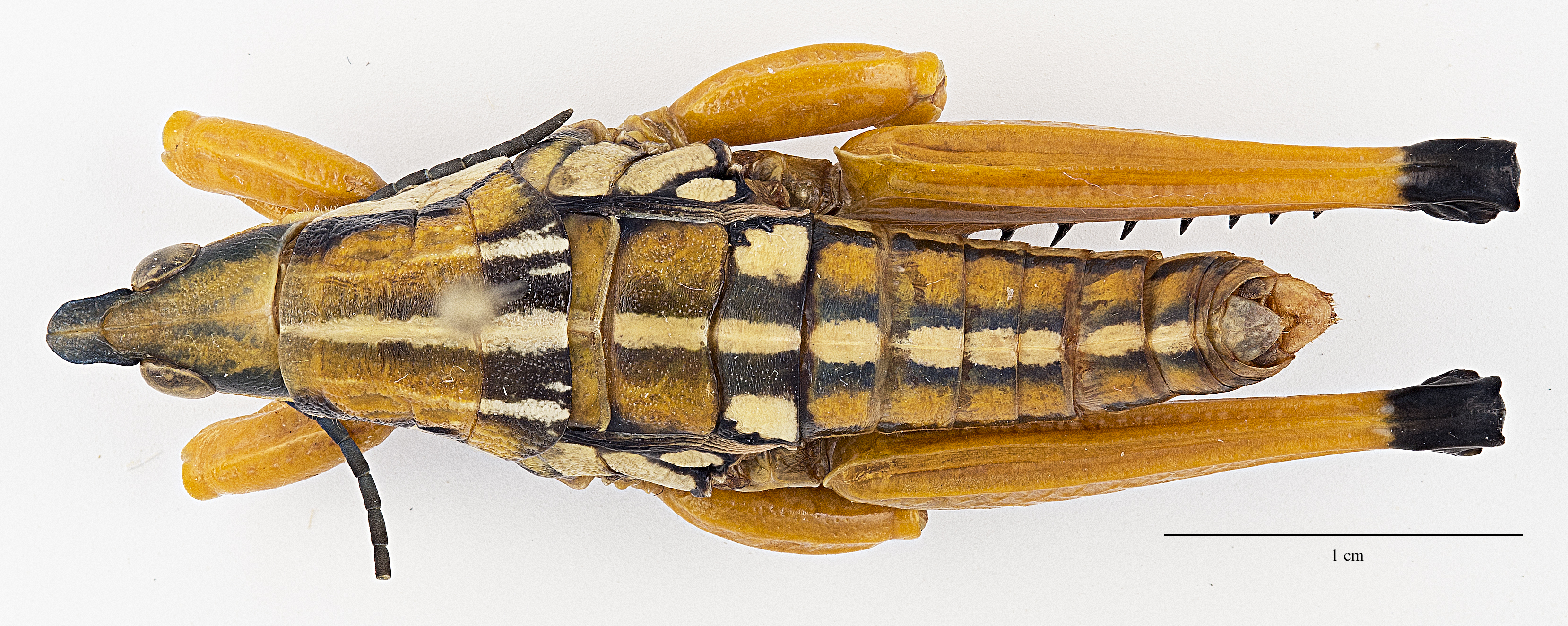 CollectionObject 1578237; a0cb3e91-cbe0-4004-8a6e-71df41ca0975: male, dorsal view (holotype). (CollectionObject).