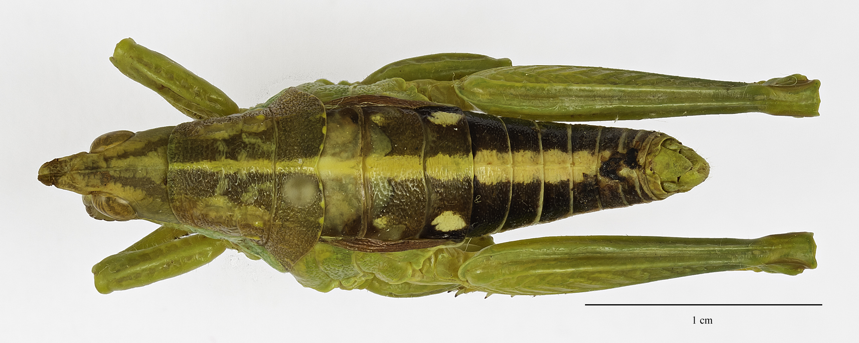 CollectionObject 1578239; 8cf88bd7-9d84-4d98-b2d0-648187e3bea1: male, dorsal view (holotype). (CollectionObject).