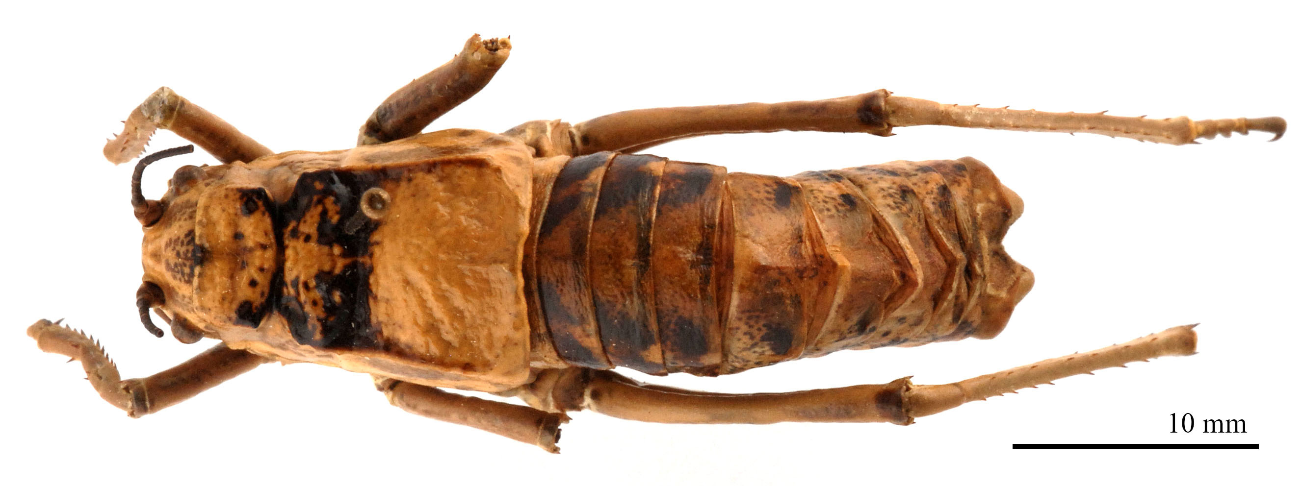 CollectionObject 1578322; 24e7805e-e966-42ab-b49b-9bad5f22aa95: male, dorsal view (holotype). (CollectionObject).