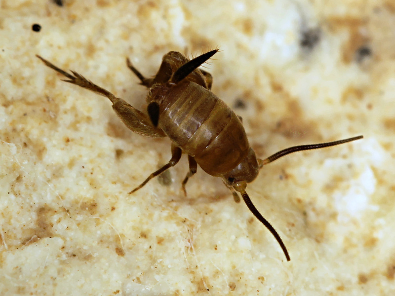Myrmecophilus (Myrmophilina) cyprius Stalling, 2017: individual from Loukrounou (17.10.2014). (Otu).