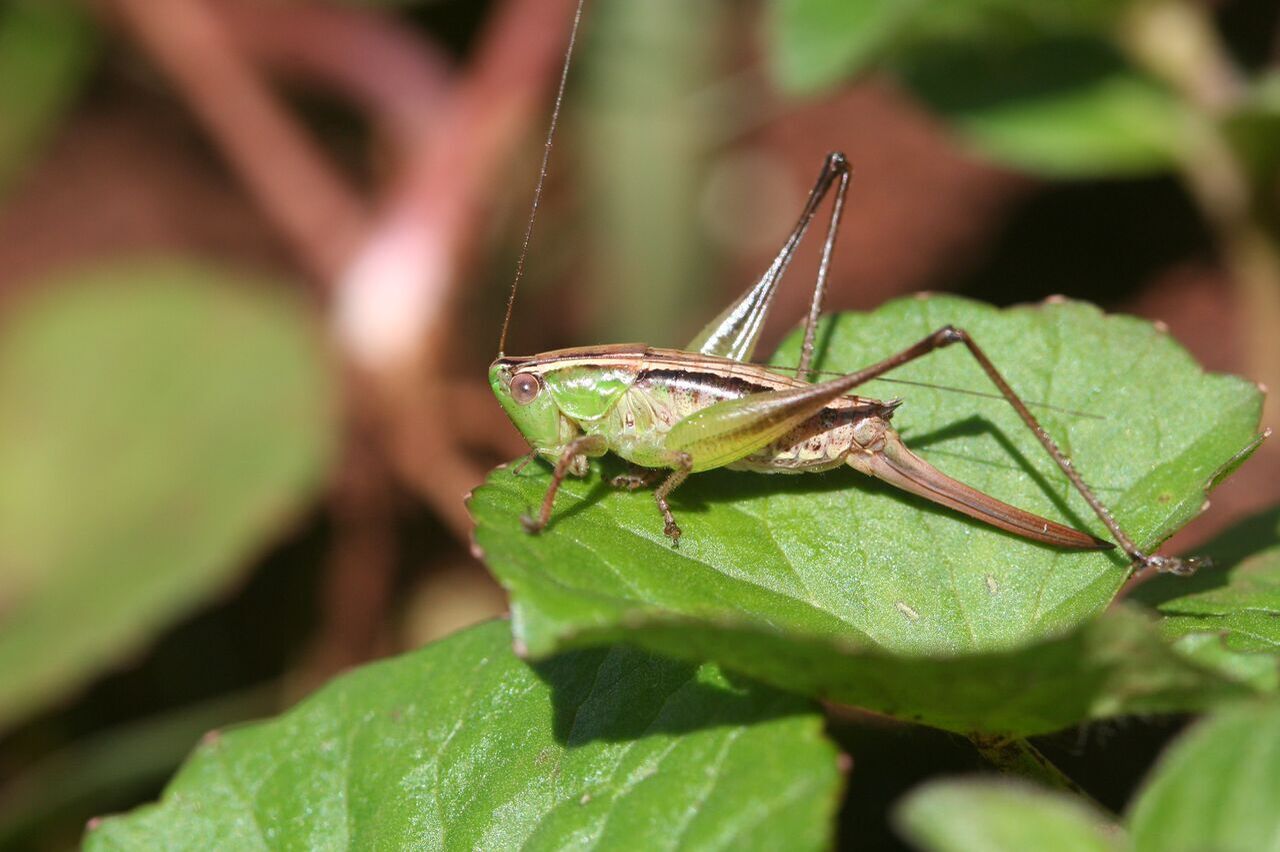 Phlesirtes elgonensis Hemp, 2017: female (Mount Elgon National Park, 3100 m). (Otu).