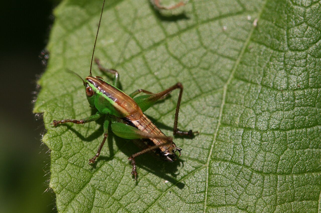 Phlesirtes githunguri Hemp, 2017: male, Uplands lower Aberdare slopes, Kenya. (Otu).