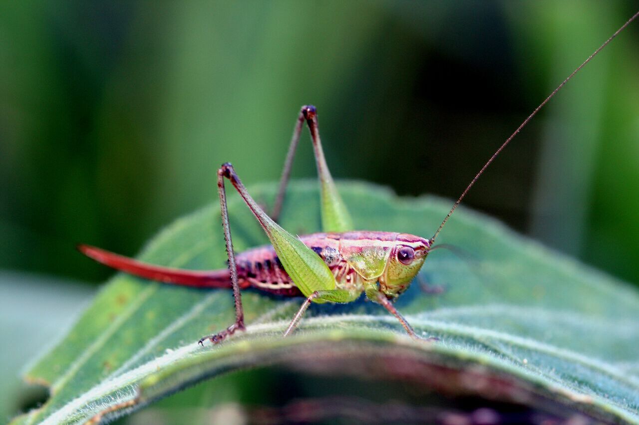 Phlesirtes hanangensis Hemp, 2017: female (Mt. Hanang, Tanzania). (Otu).