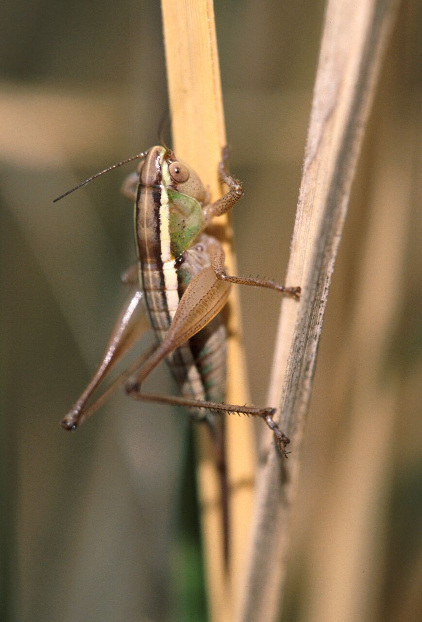 Phlesirtes keniensis Hemp, 2017: female, Chogoria Route Mt Kenya 3100 m, Kenya. (Otu).