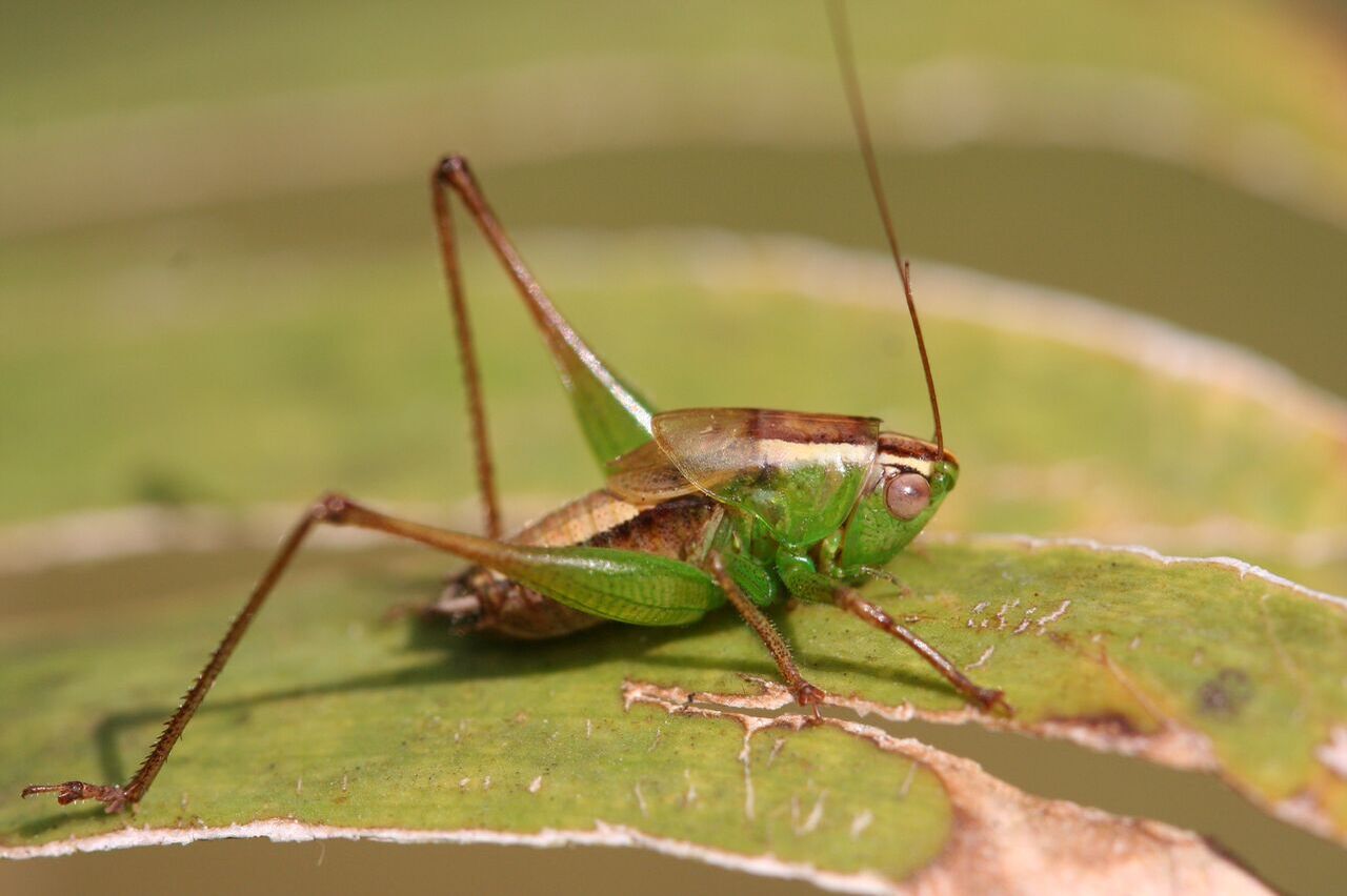 Phlesirtes kilimontanus Hemp, 2017: male, Oloitokotok, 2550m Mt Kilimanjaro, Tanzania. (Otu).