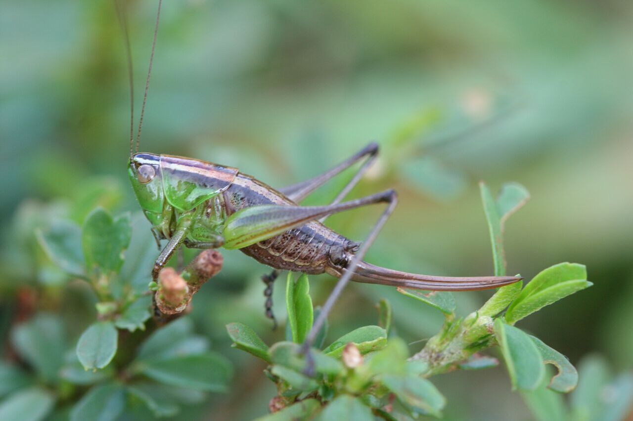 Phlesirtes limuru Hemp, 2017: female (lower Aberdare slopes, Kenya). (Otu).