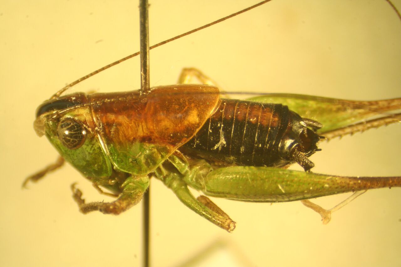 Phlesirtes melanocercus Hemp, 2017: male (Uganda, Mt. Elgon, northern side). (Otu).