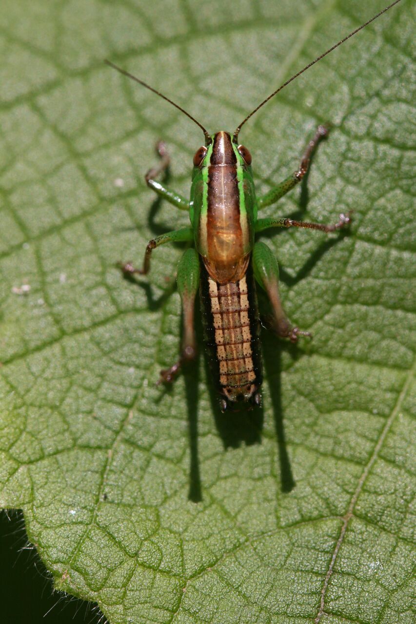 Phlesirtes ngongensis Hemp, 2017: male, lower Ngong Hills, Kenya. (Otu).