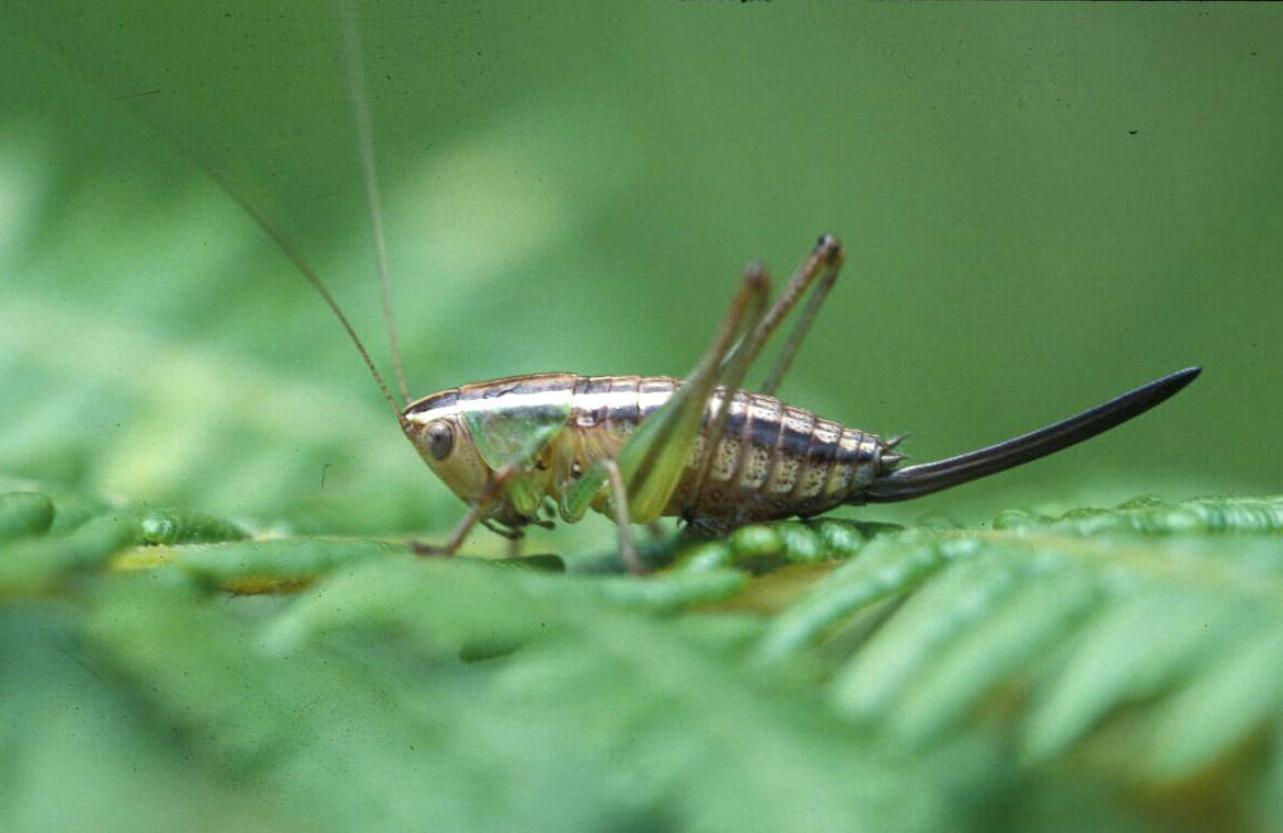 Phlesirtes nou Hemp, 2017: female (Nou forest reserve, Tanzania). (Otu).