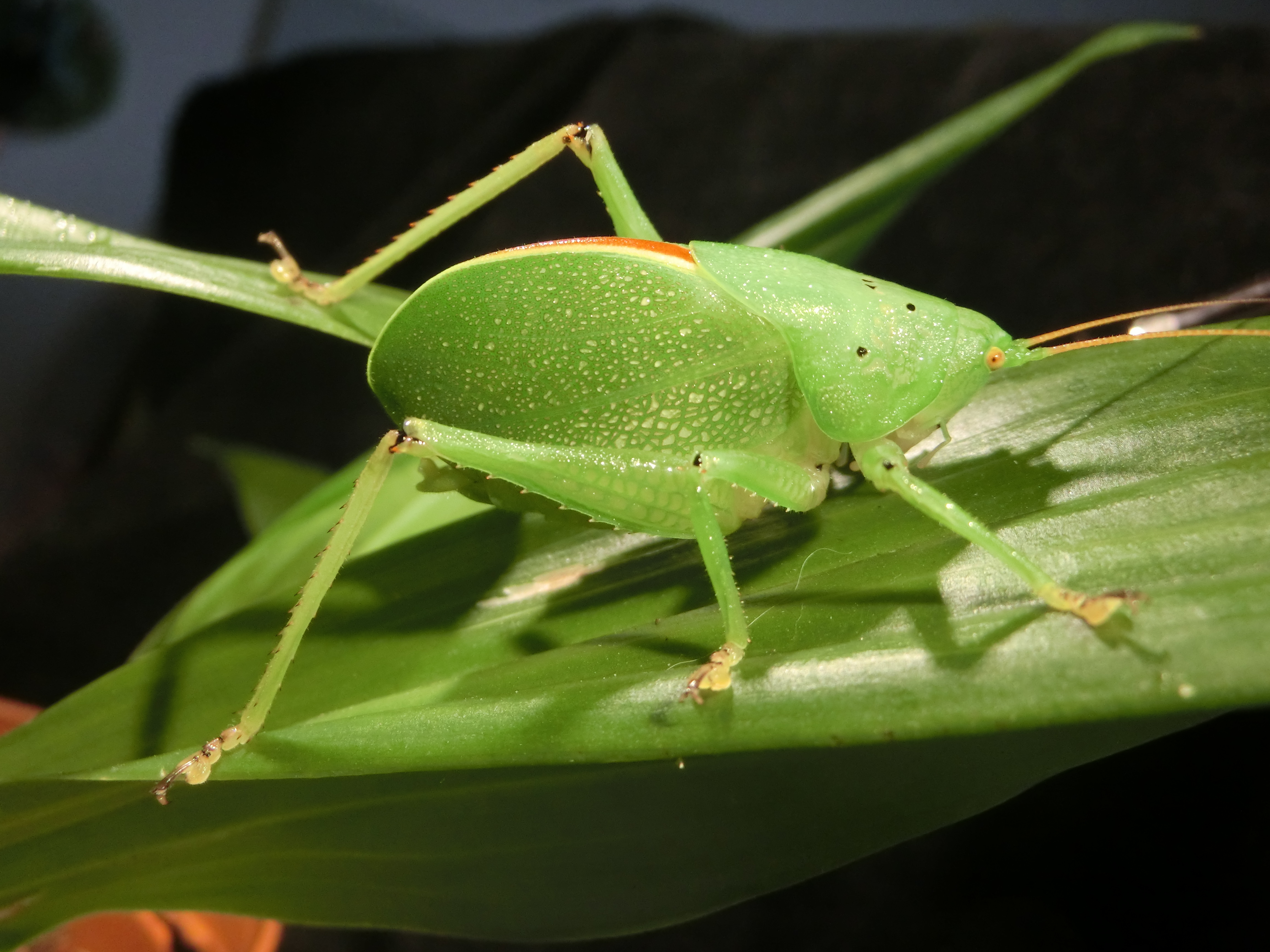 Dendrobia amaniensis Hemp & Ingrisch, 2017: male, Amani E Usambara Mts, Tanzania. (Otu).
