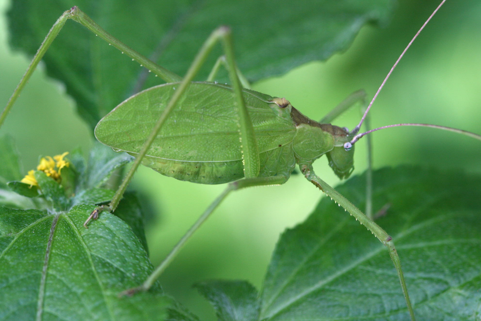 Altihoratosphaga basalis Hemp, 2018: male (Central Tanzania, Mpwapwa foothills, March 2015). (Otu).