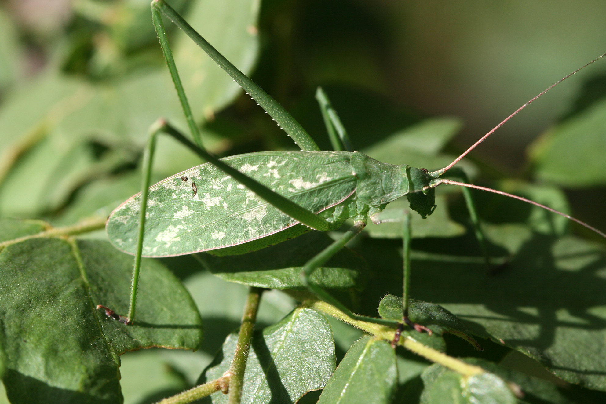 Altihoratosphaga chenene Hemp, 2018: female (50 km north of Dodoma, Miombo woodland, 1280 m, March 2015). (Otu).