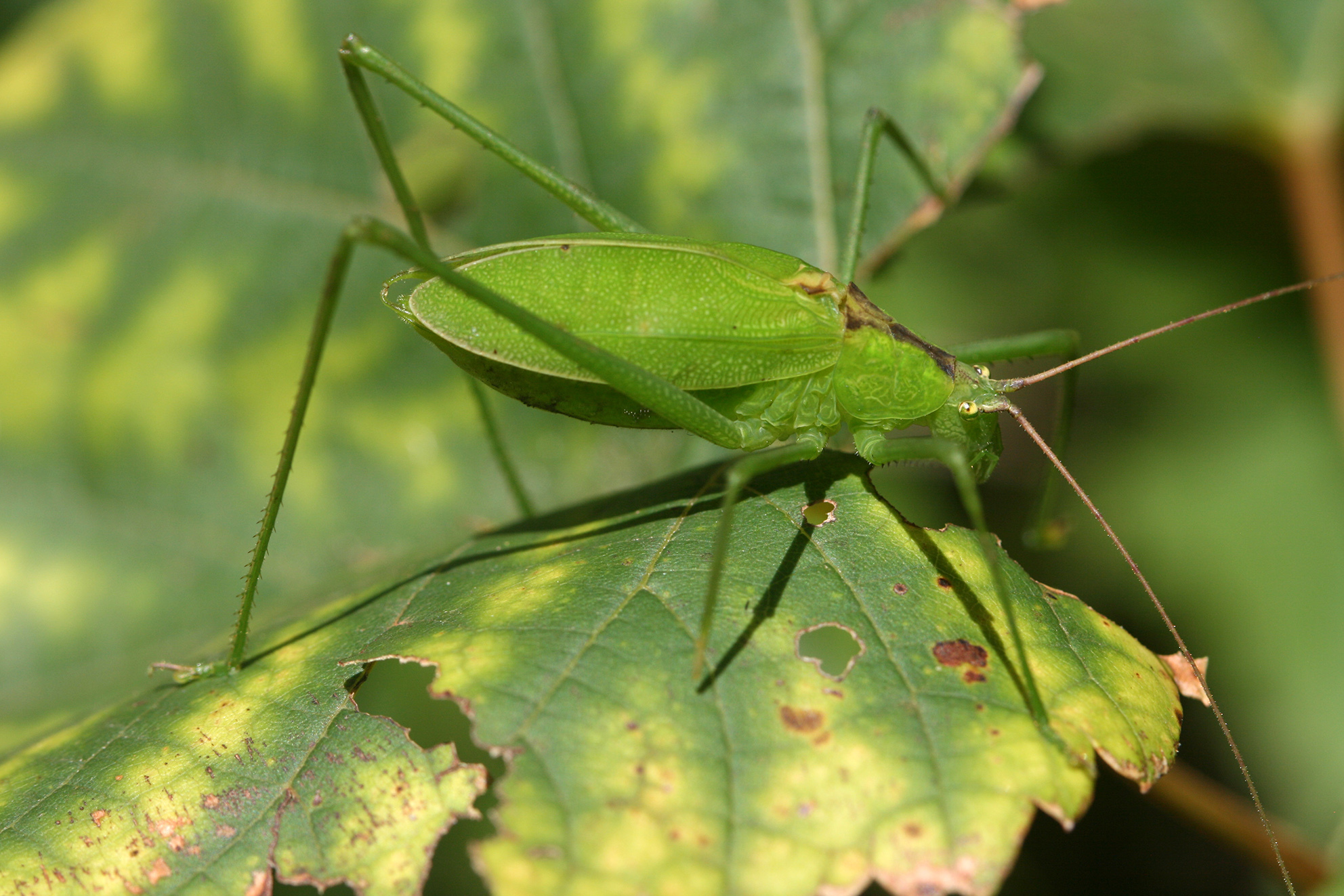 Altihoratosphaga simbo Hemp, 2018: male (Puge Simbo Forest Reserve, February 2016). (Otu).