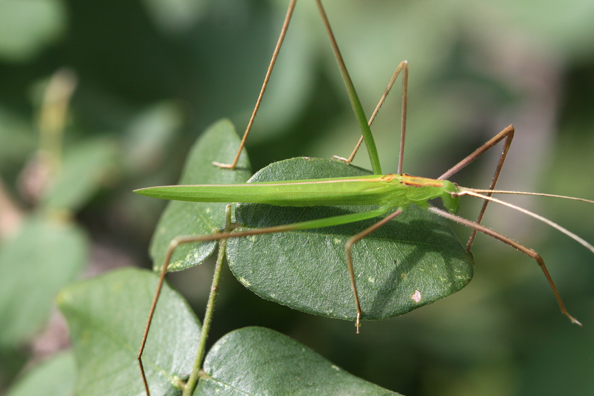 Lamecosoma miombo Hemp, 2018: male (50 km north of Dodoma, Miombo woodland in herb layer, 1280 m, March 2015). (Otu).