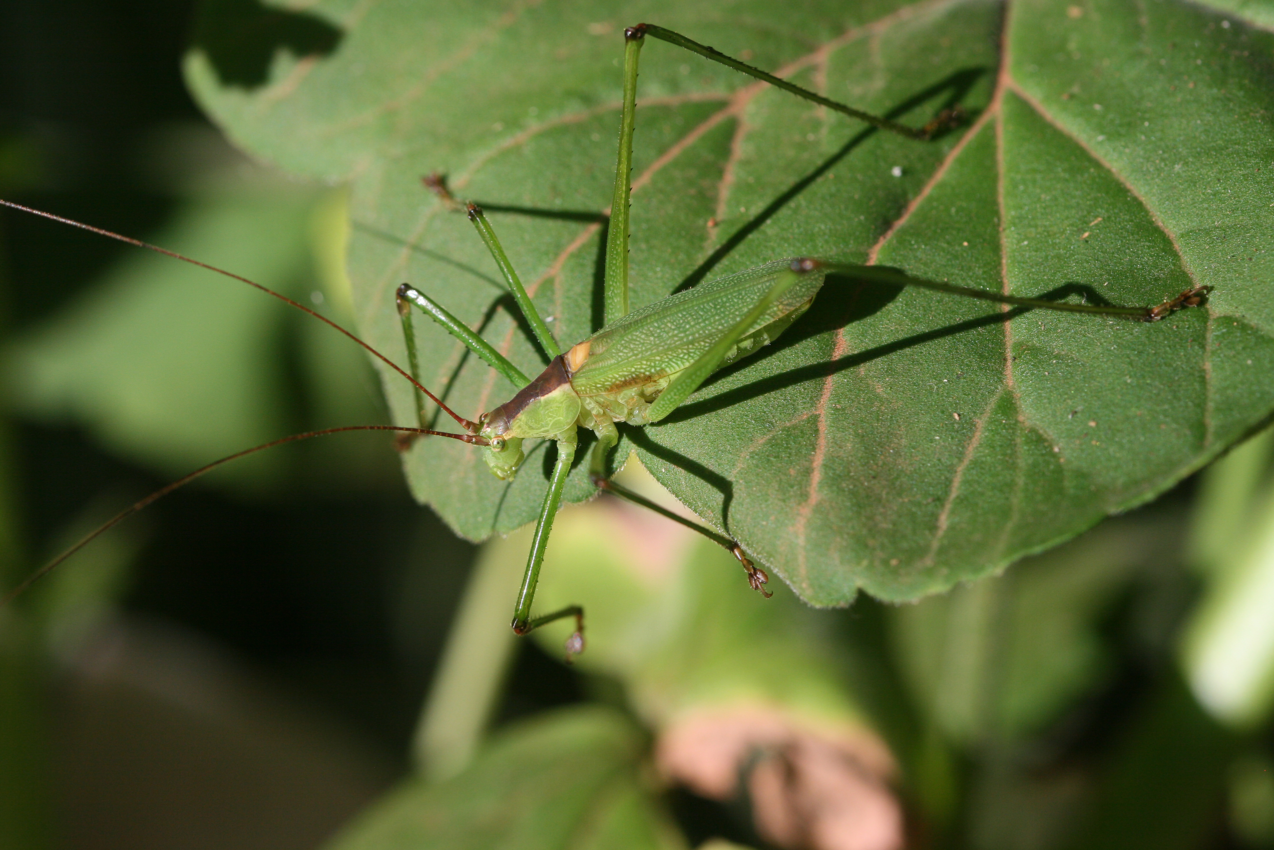 Peronura usambarica Hemp, 2018: male (East Usambara Mountains, Nilo Forest Reserve, December 2015). (Otu).