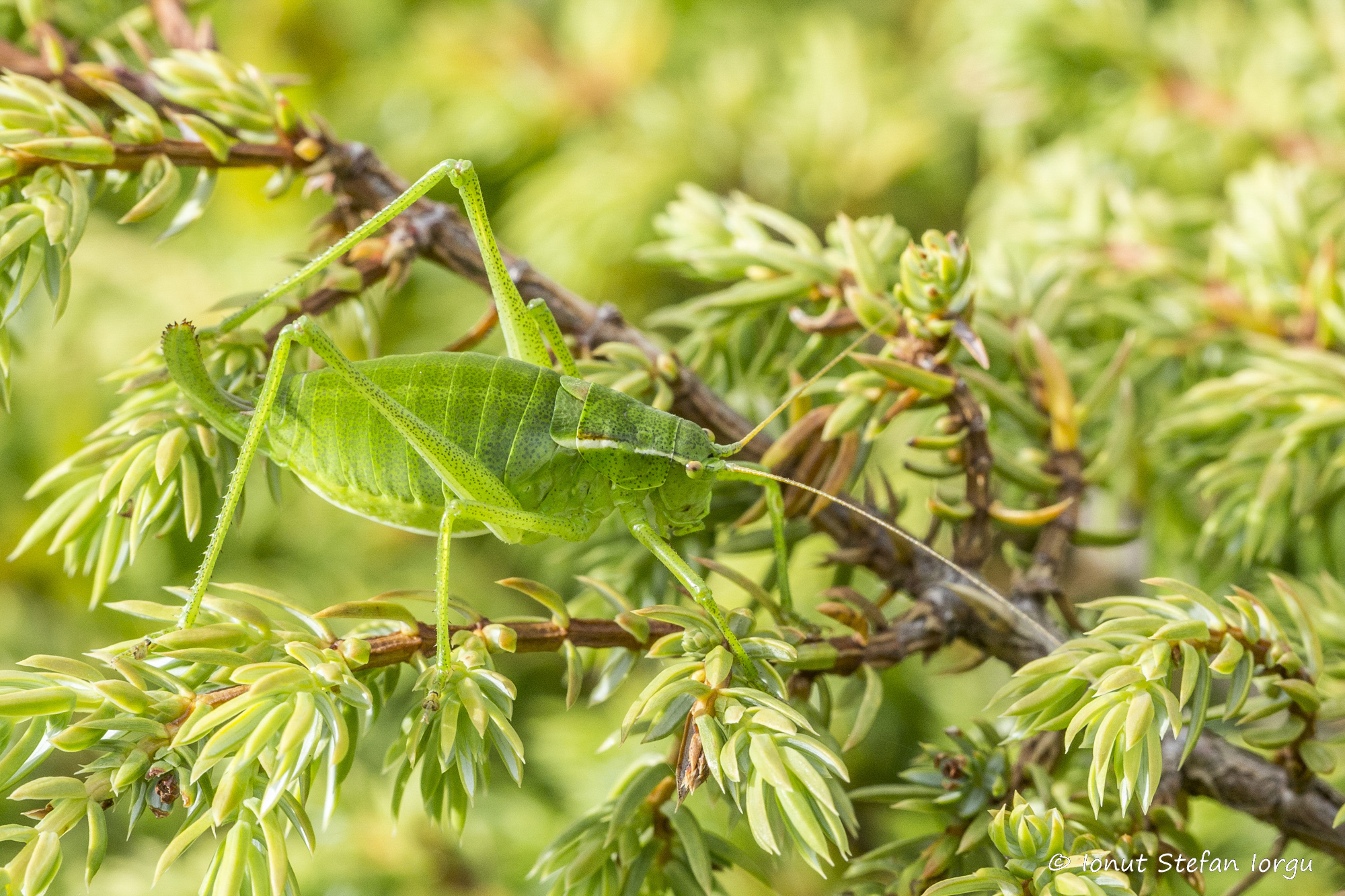 CollectionObject 1591441; 558068e6-a78d-4f8f-8ca2-6a1db80ea3bd: RO: Calimani Mountains, female. (CollectionObject).