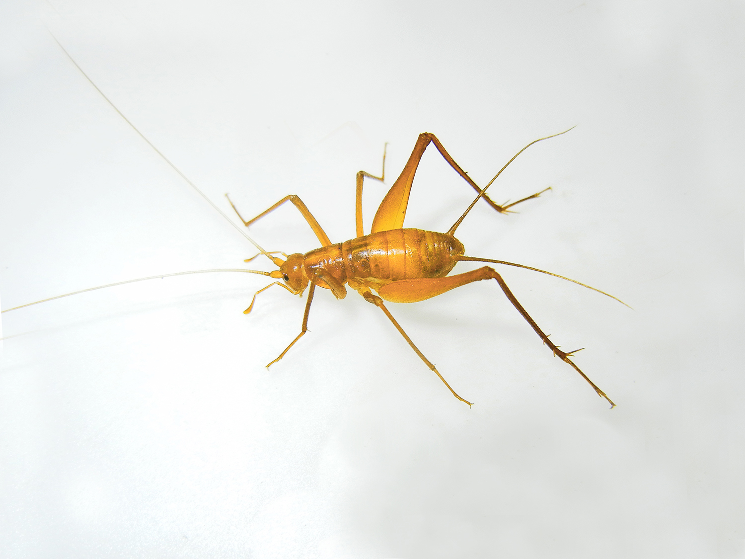 CollectionObject 1580327; 38cf2b51-c123-4532-b94b-8316251dcdb5: male (holotype). (CollectionObject).