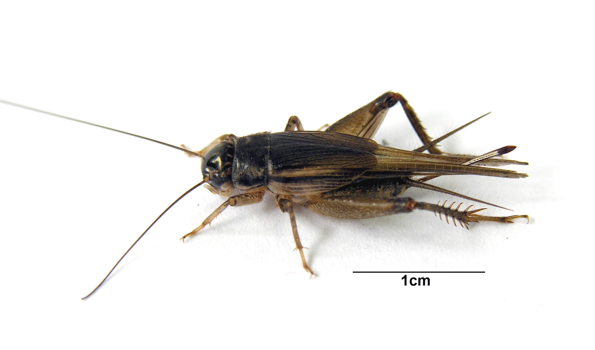 Miogryllus itaquiensis Orsini & Zefa, 2017: female. (Otu).