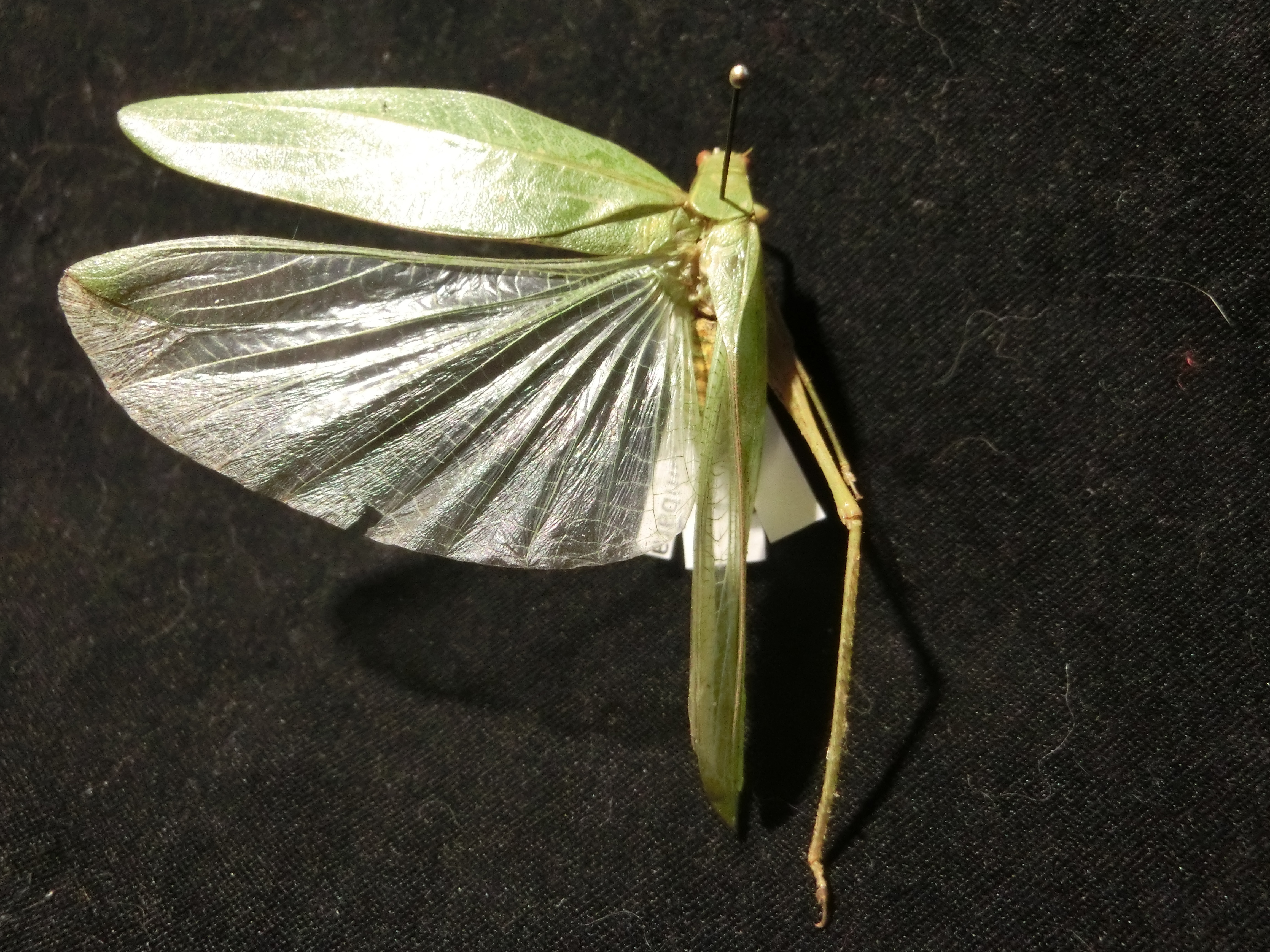 Plangia amaniensis Hemp, 2017: male (Tanzania, Amani). (Otu).