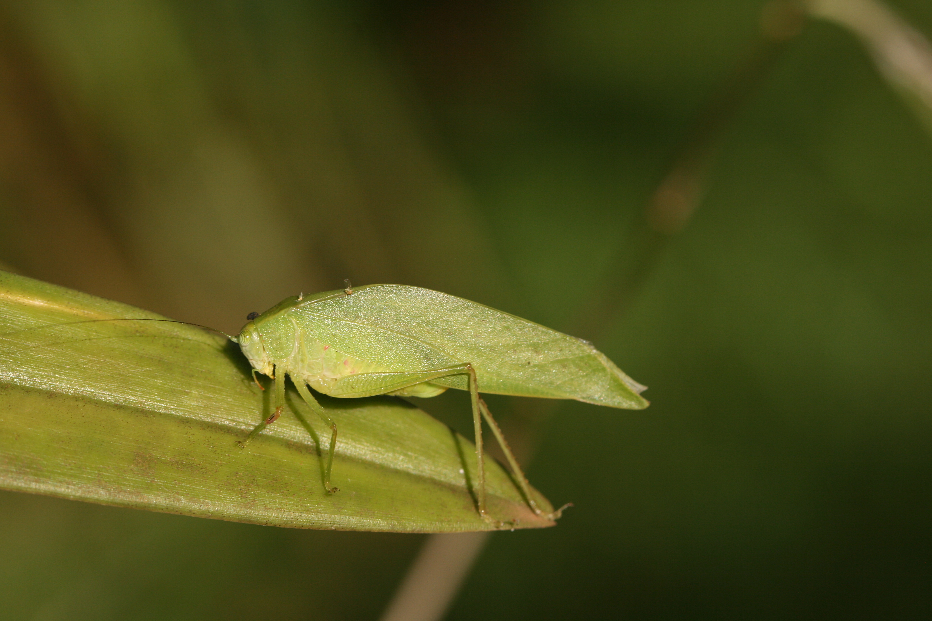 Plangia variacantans Hemp, 2017: female (Tanzania, Ulguru). (Otu).