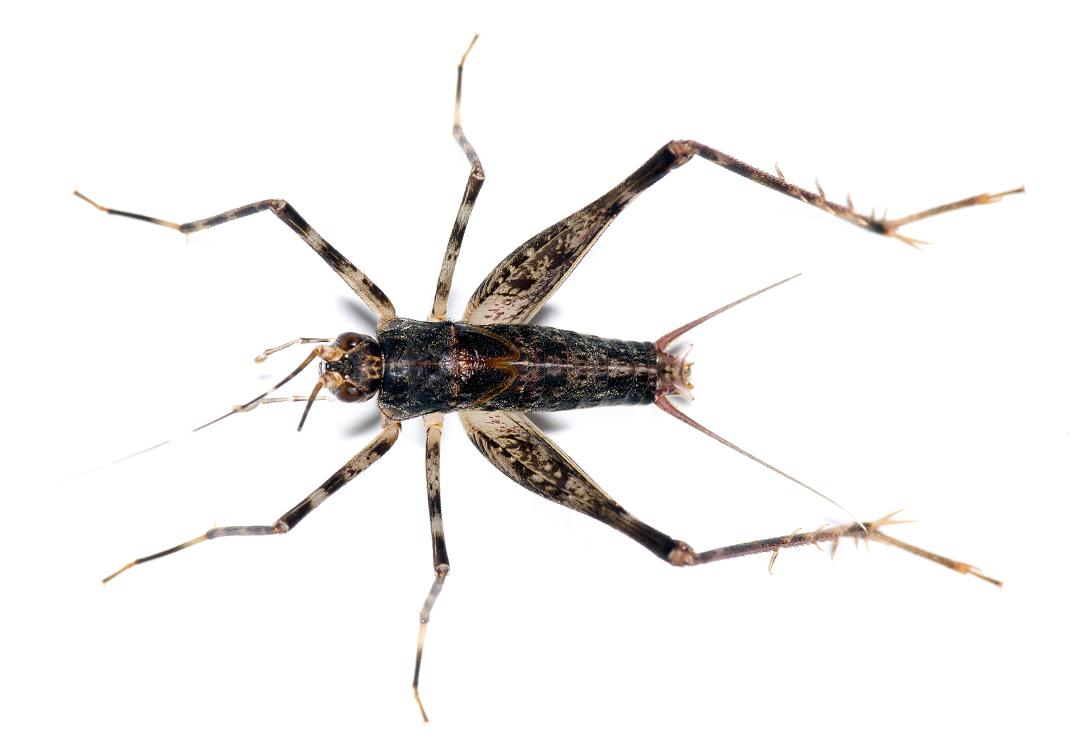 Eidmanacris desutterae Campos, 2017: Photo: Lucas D. Campos. male. (Otu).