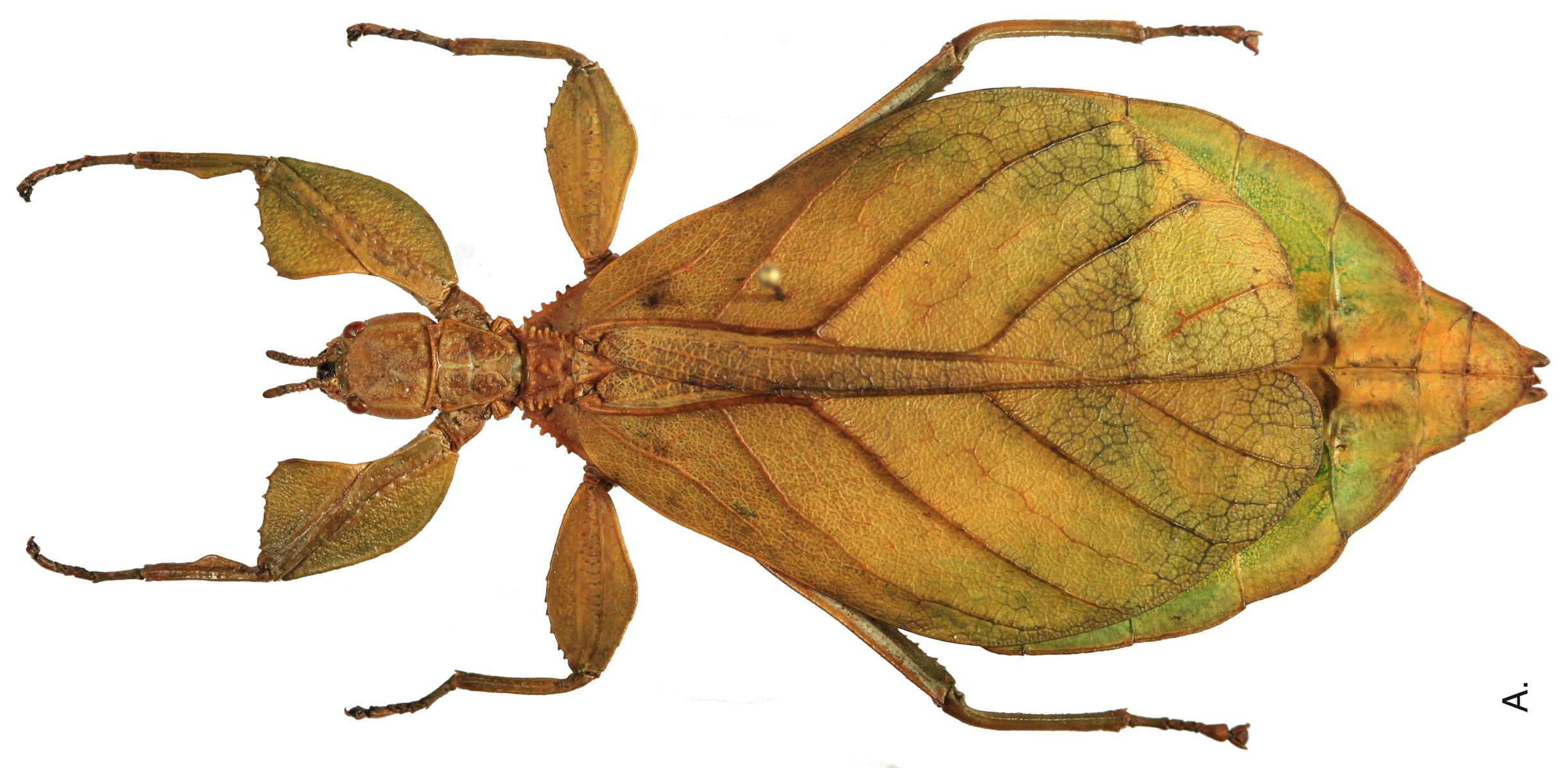 CollectionObject 1580793; SD<IH> Coll. RC 16-121, a5a8aea1-eff0-44d1-b4f8-9d15259d895b: copyright SDNHM. female, dorsal view (holotype). (CollectionObject).