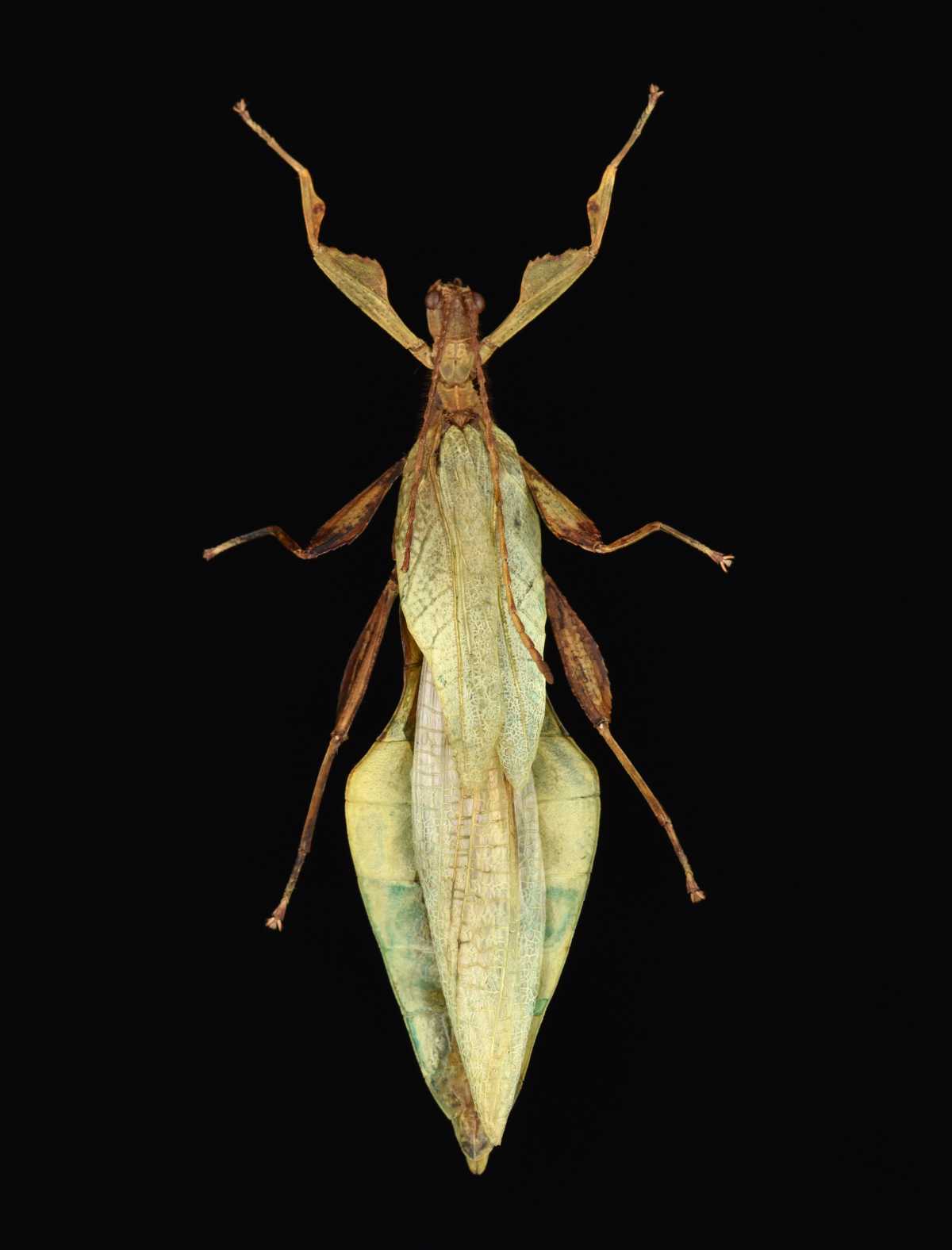 Phyllium bradleri Seow-Choen, 2017: Copyright Montreal Insectarium. male (no type), identified by R. Cumming and S. Le Tirant. (Otu).