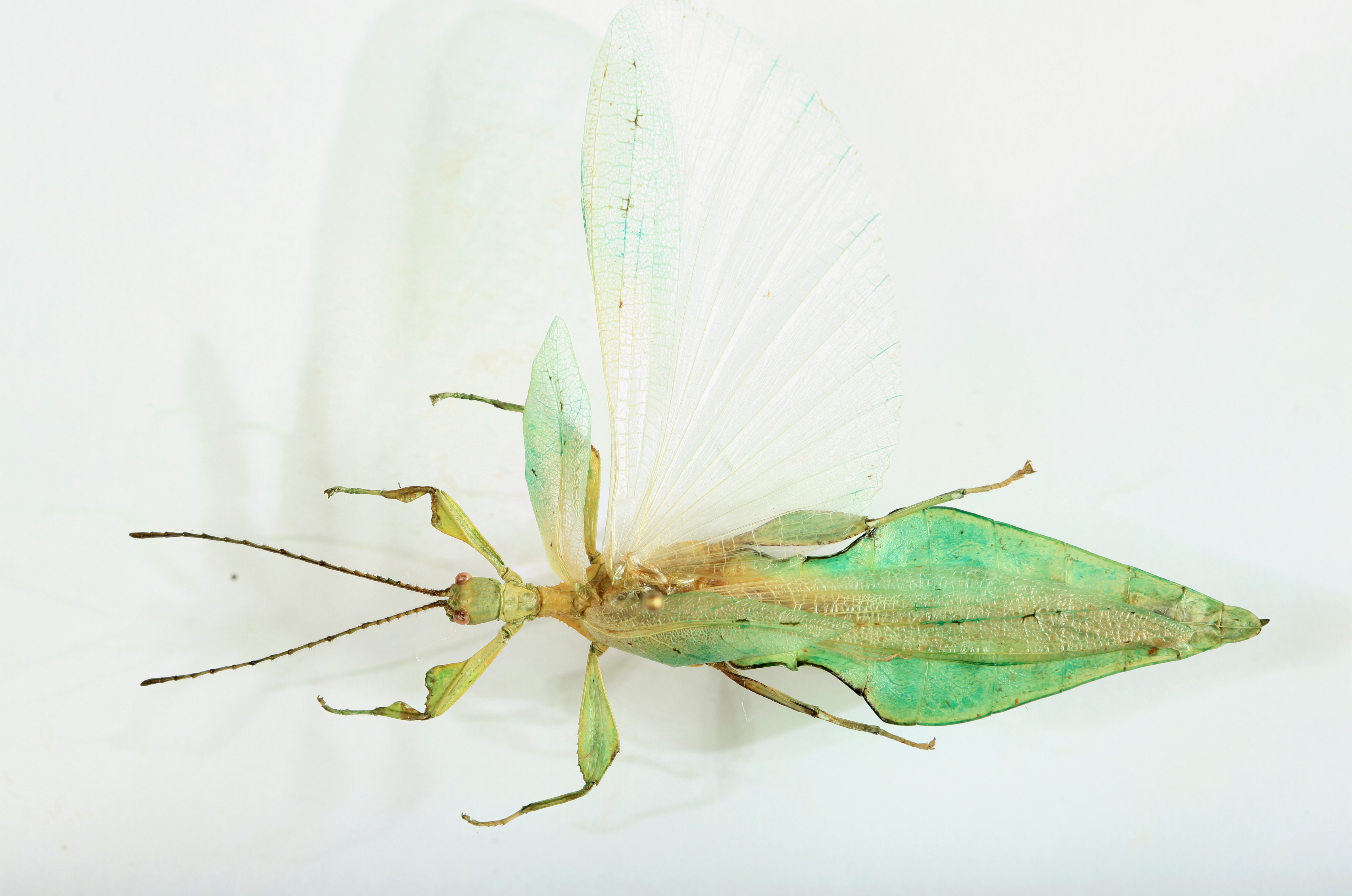 Phyllium chenqiae Seow-Choen, 2017: copyright Royce Cumming. male. (Otu).