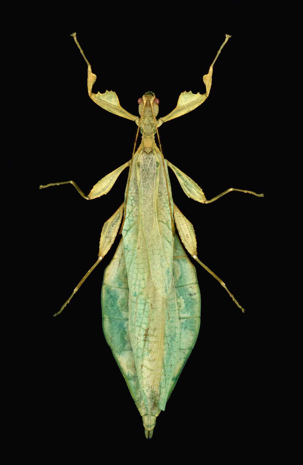 Phyllium cummingi Seow-Choen, 2017: copyright Montreal Insectarium. male, identified by R. Cumming (non type). (Otu).